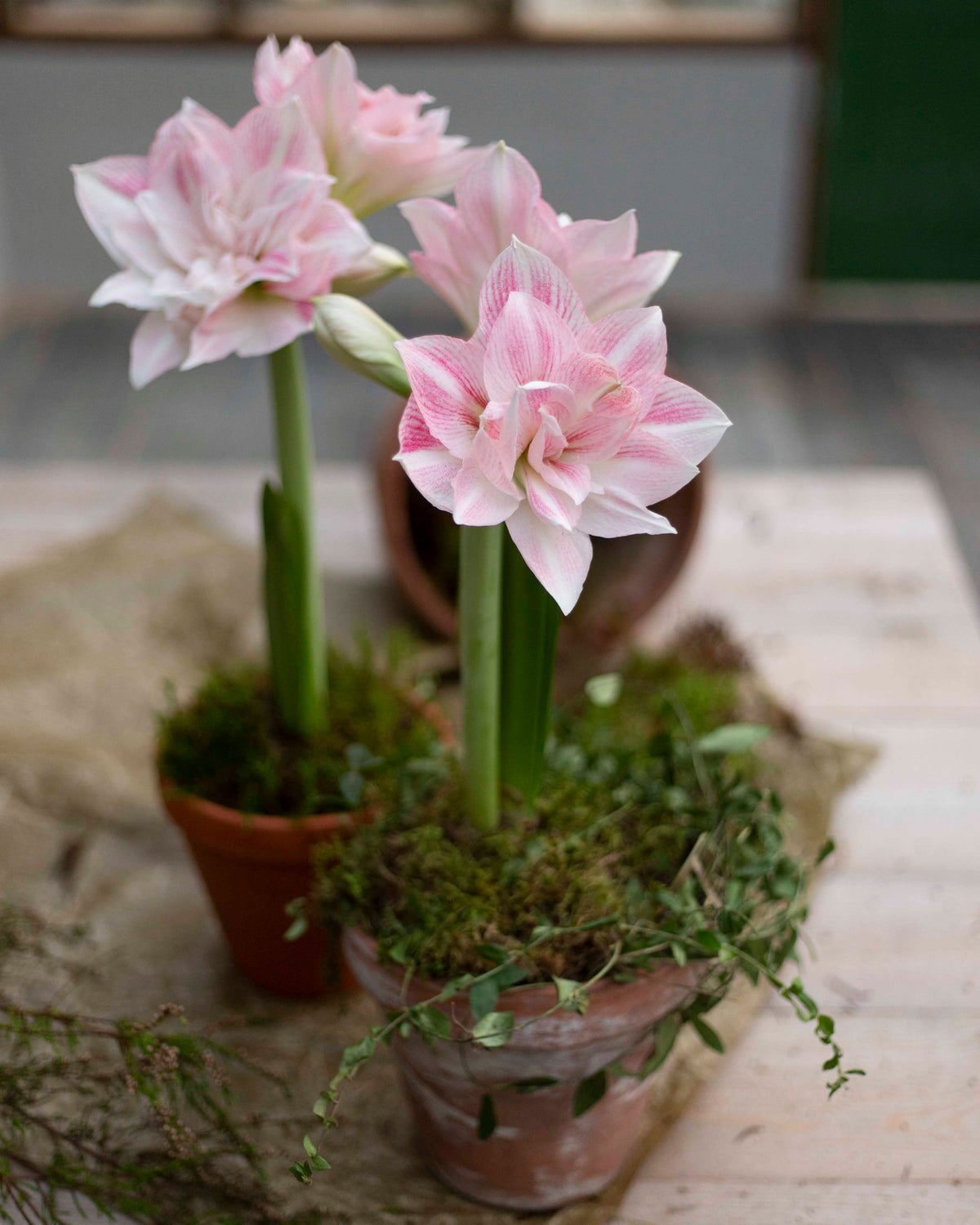 Amaryllis Candy Belle