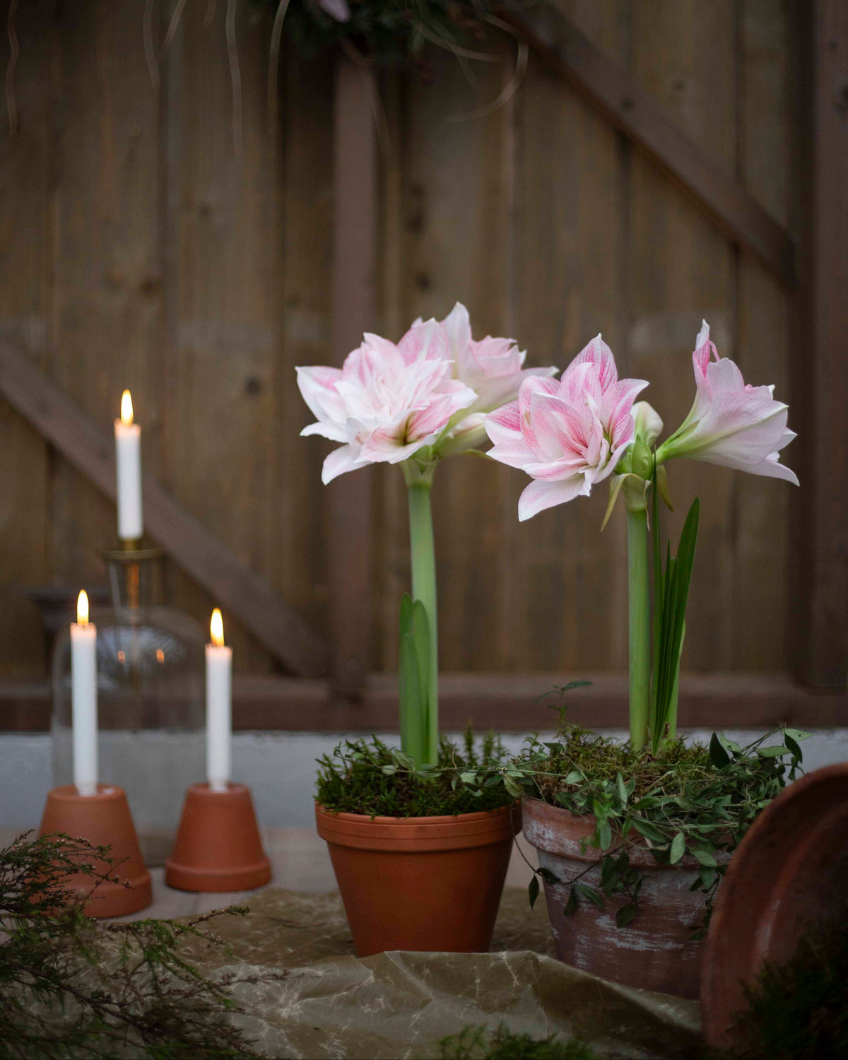 Amaryllis Candy Belle