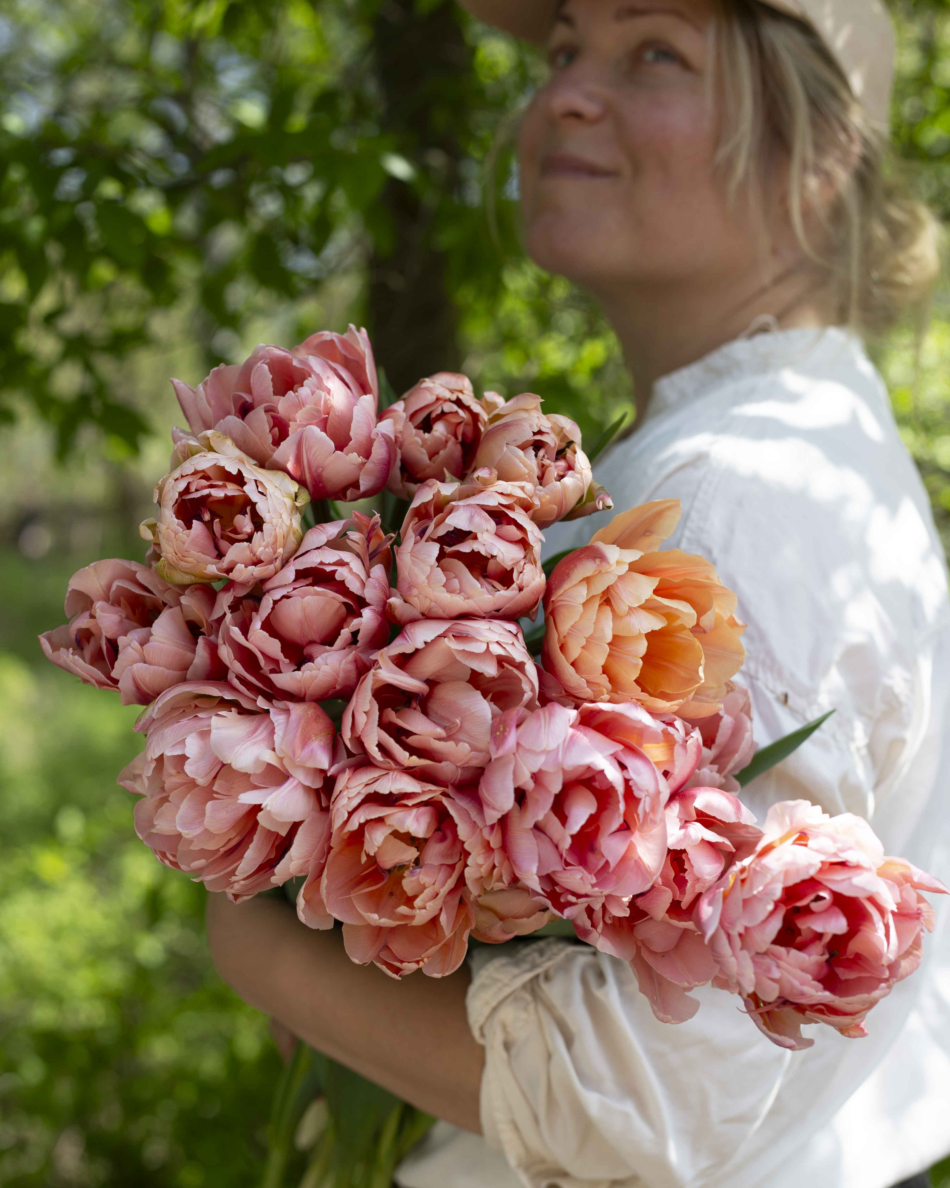 Kerrannainen tulppaani Coral Blush