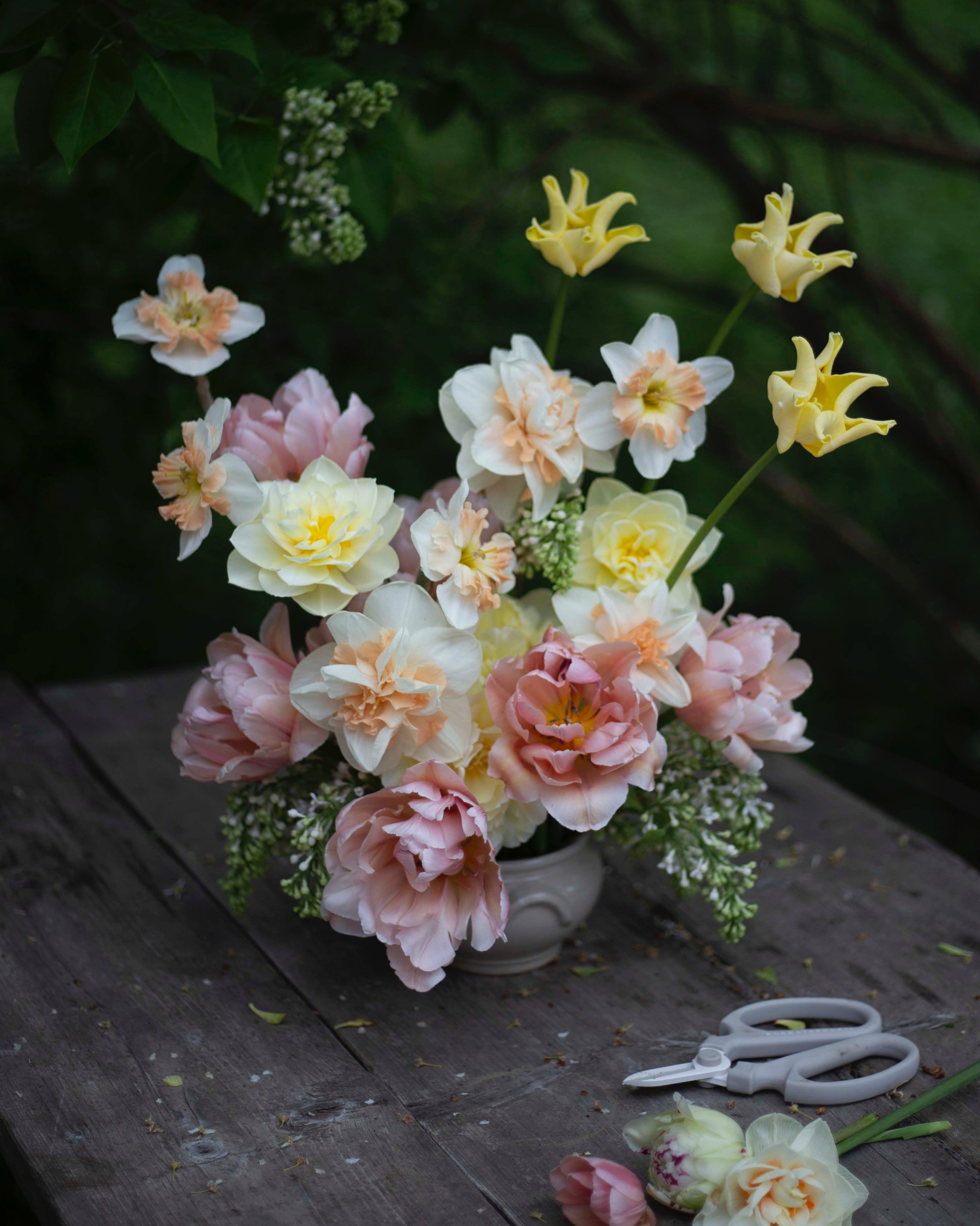 Kerrannainen tulppaani Coral Blush