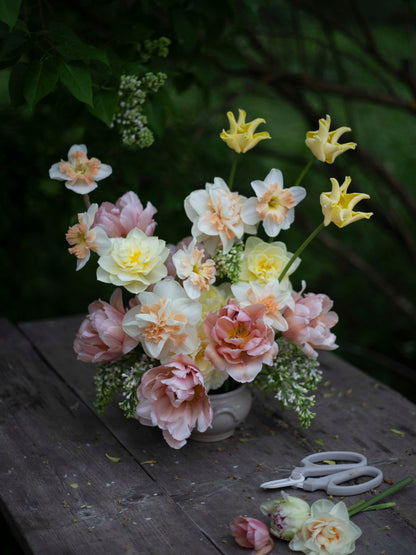 Kerrannainen tulppaani Coral Blush