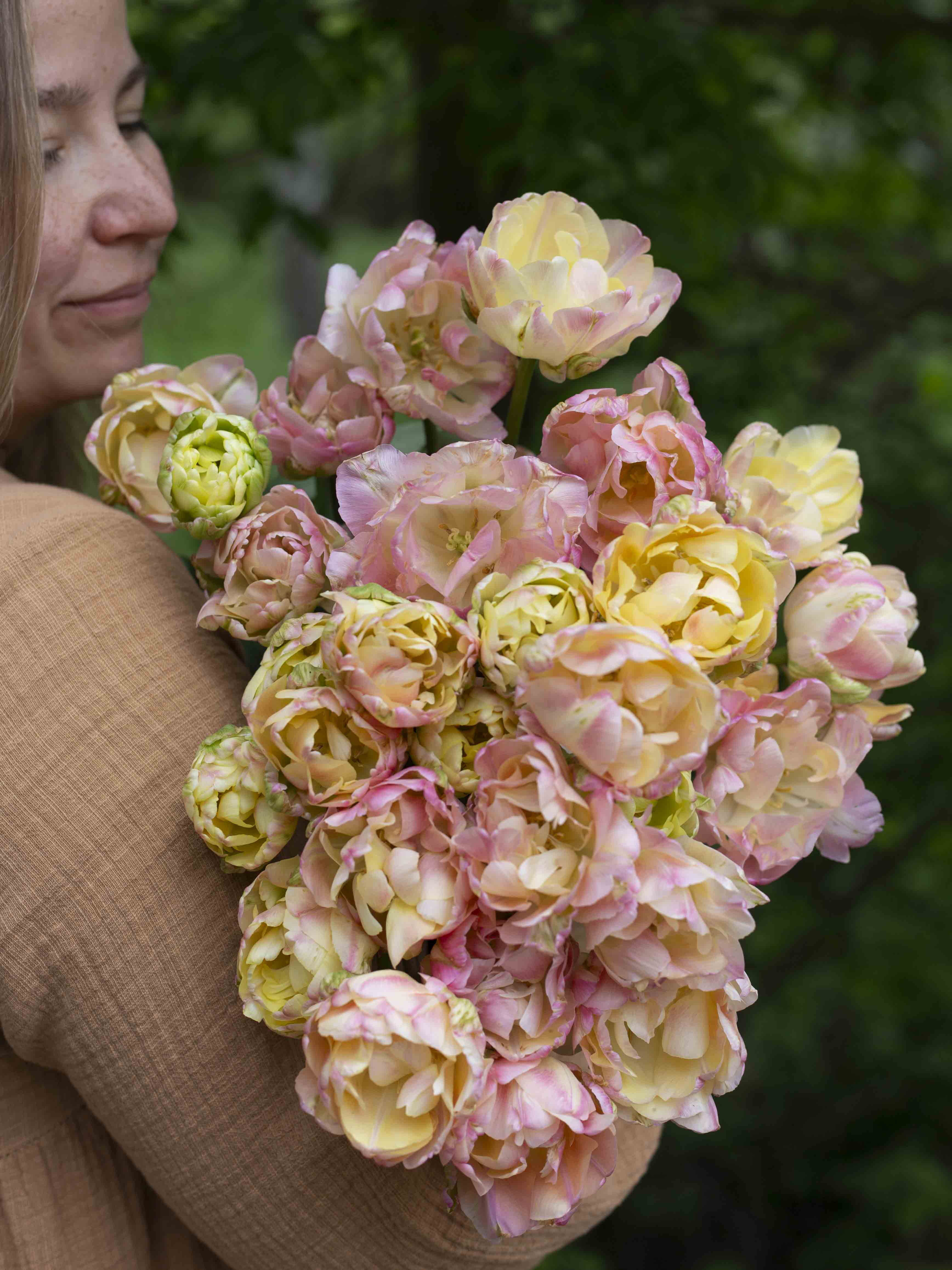 Kerrannainen tulppaani Creme Upstar