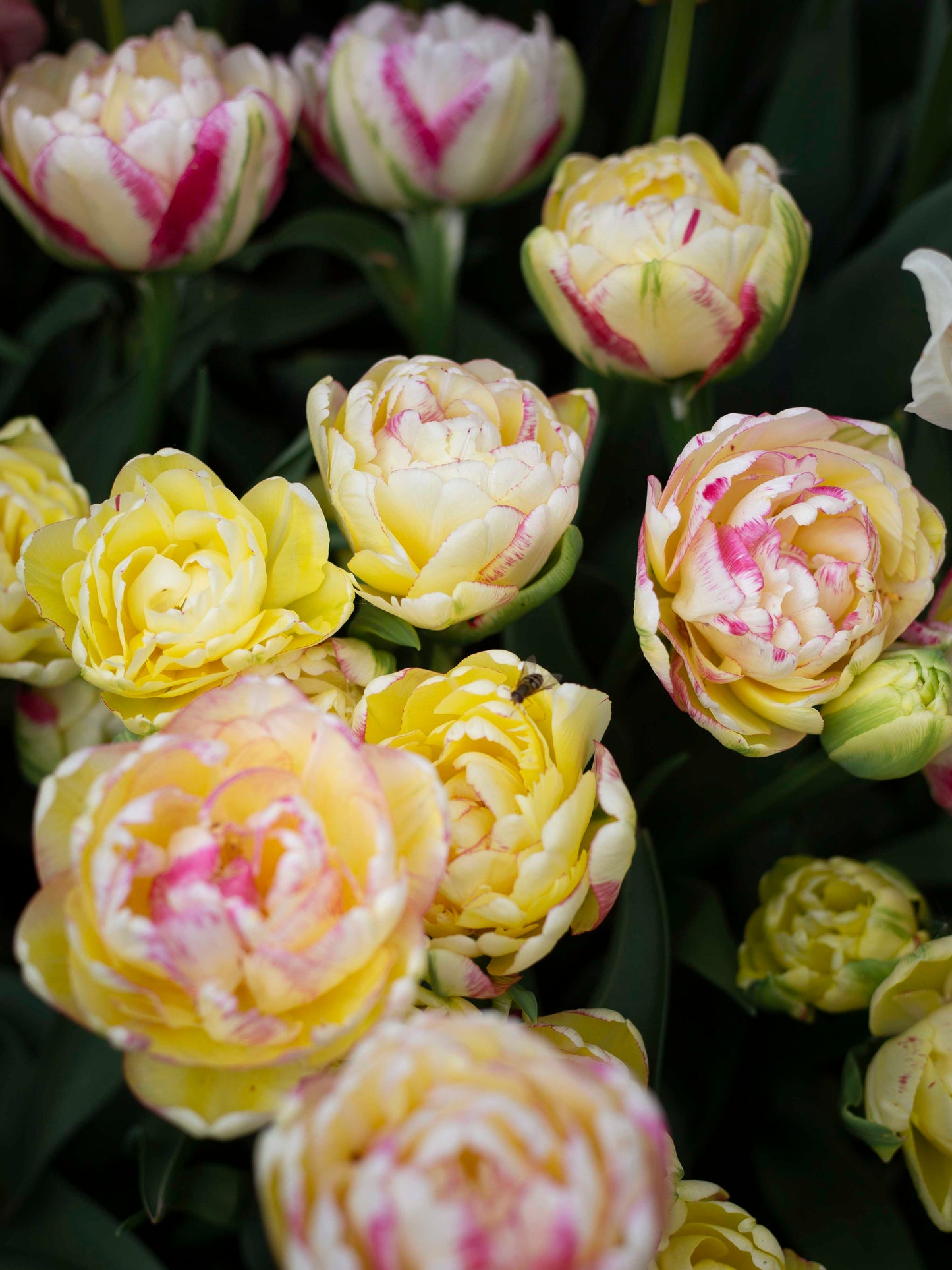 Kerrannainen tulppaani Double Shake