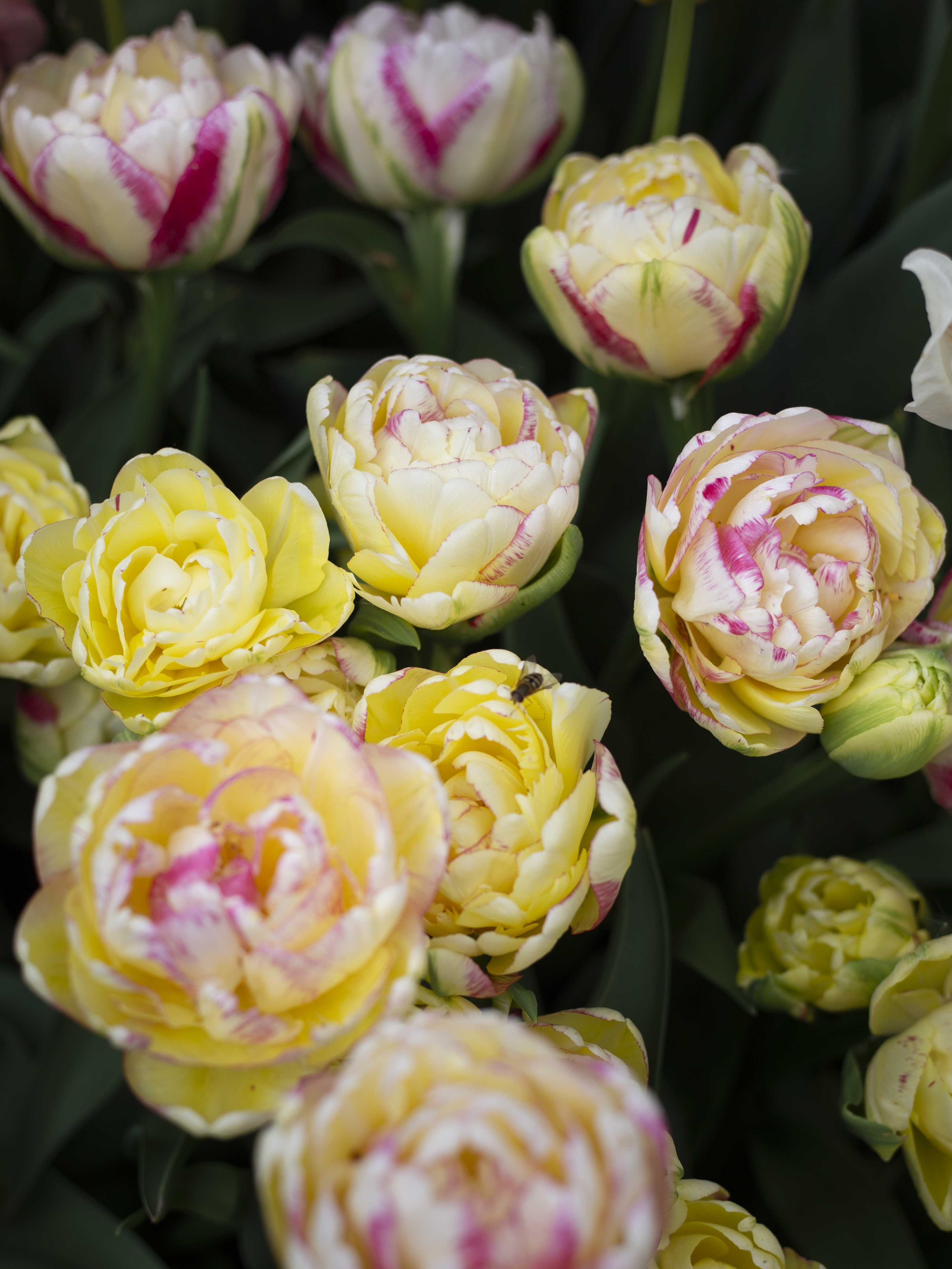 Kerrannainen tulppaani Double Shake