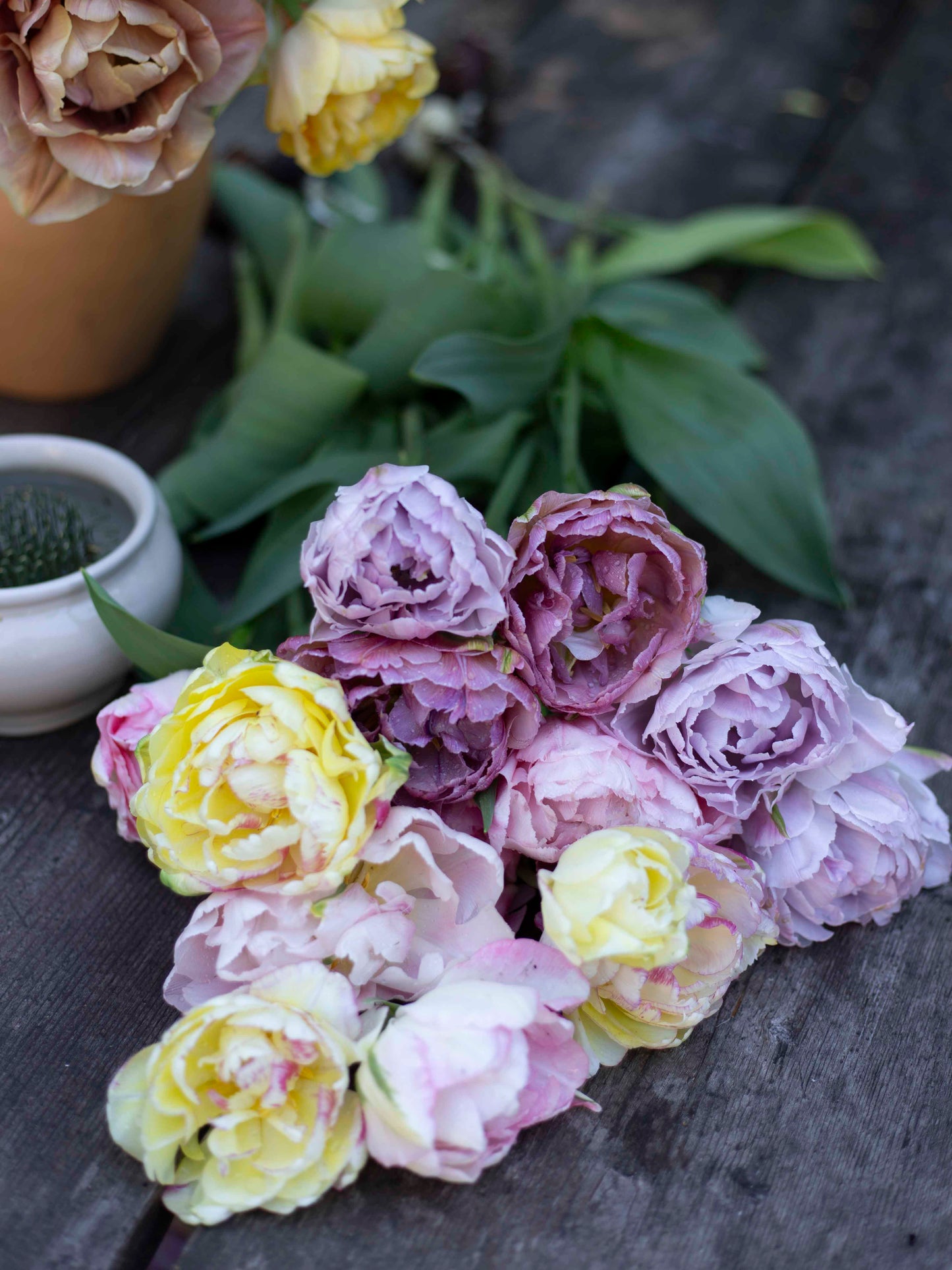 Kerrannainen tulppaani Katinka