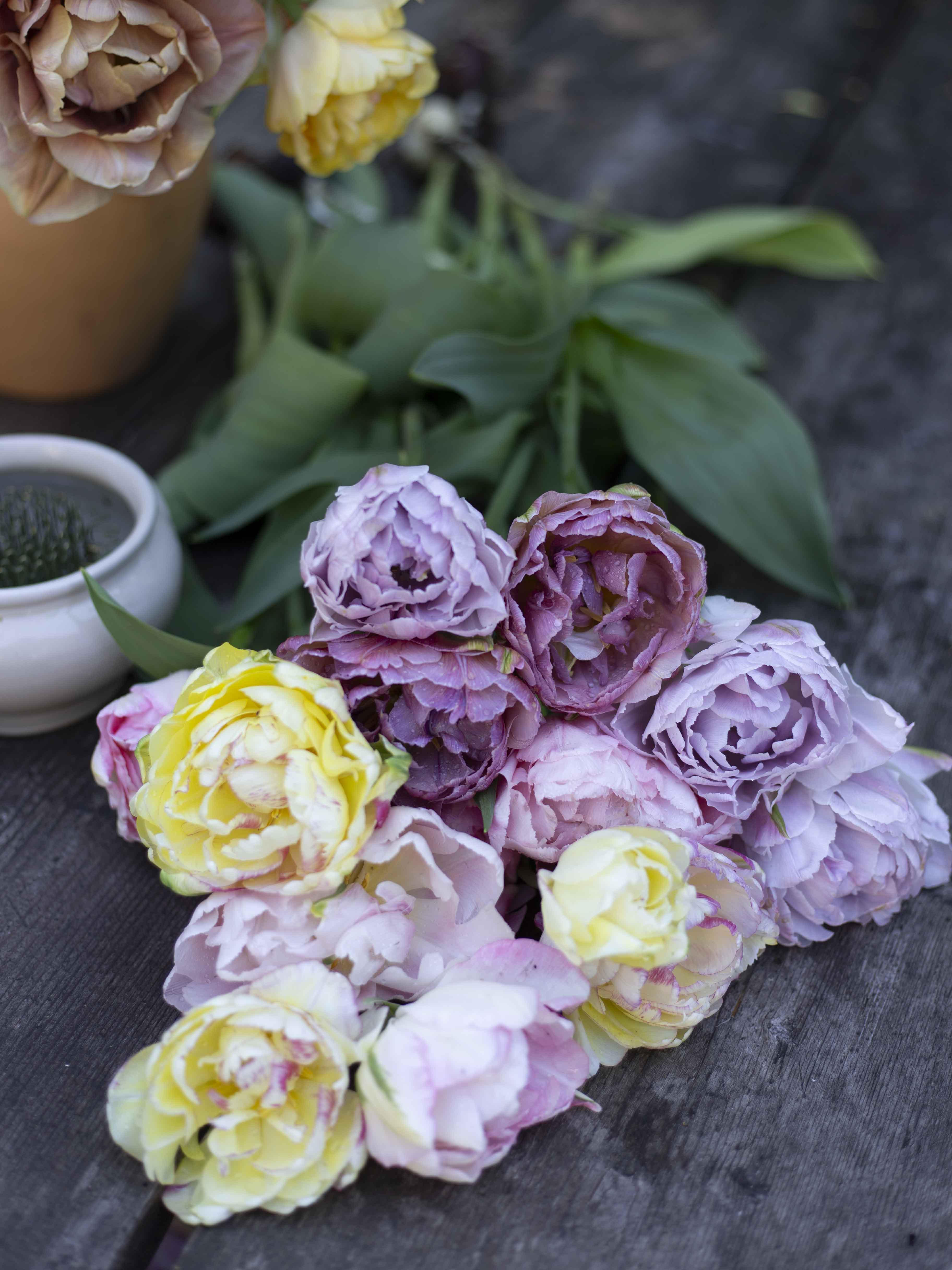 Kerrannainen tulppaani Katinka