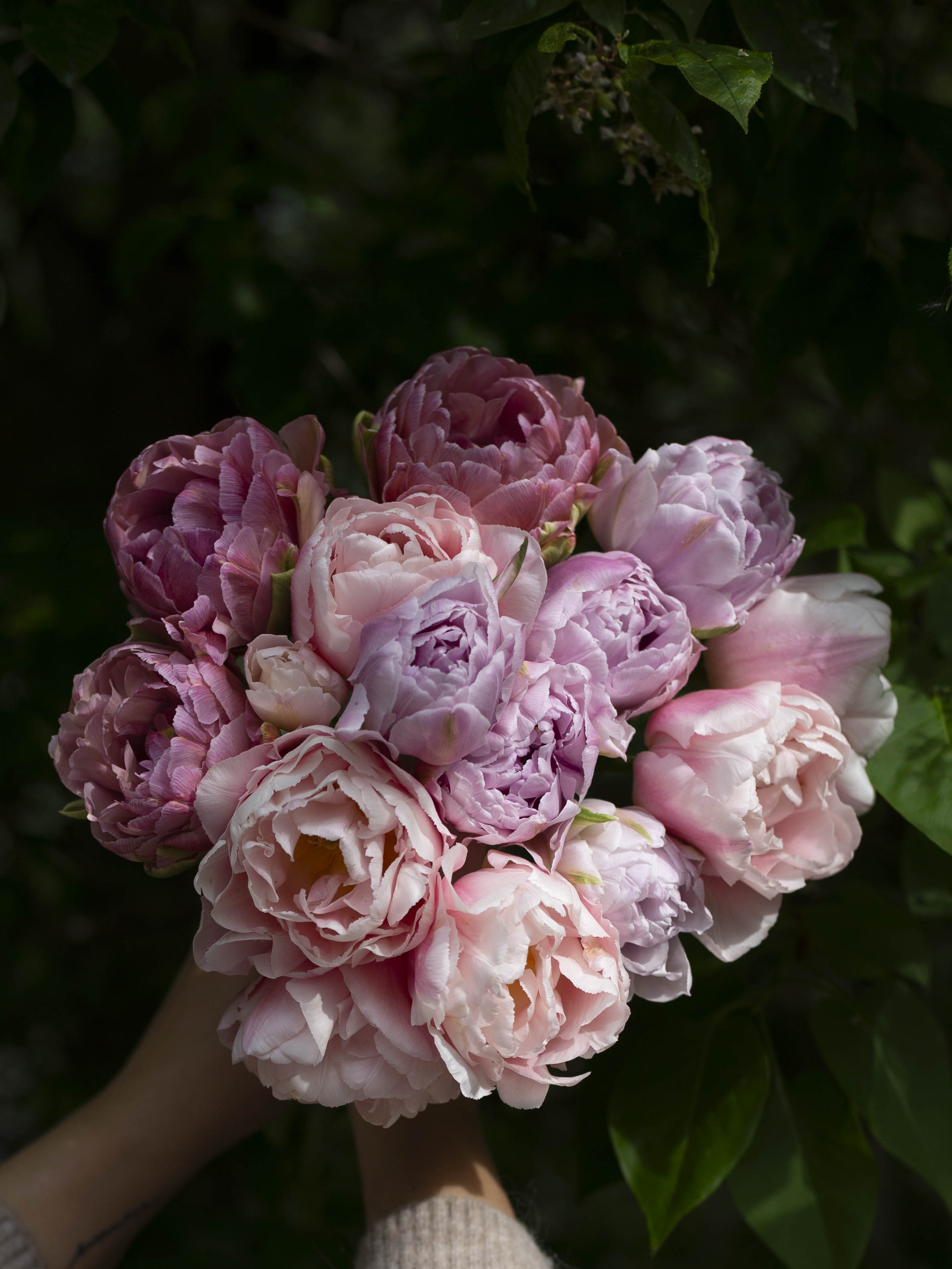 Kerrannainen tulppaani Dreamer