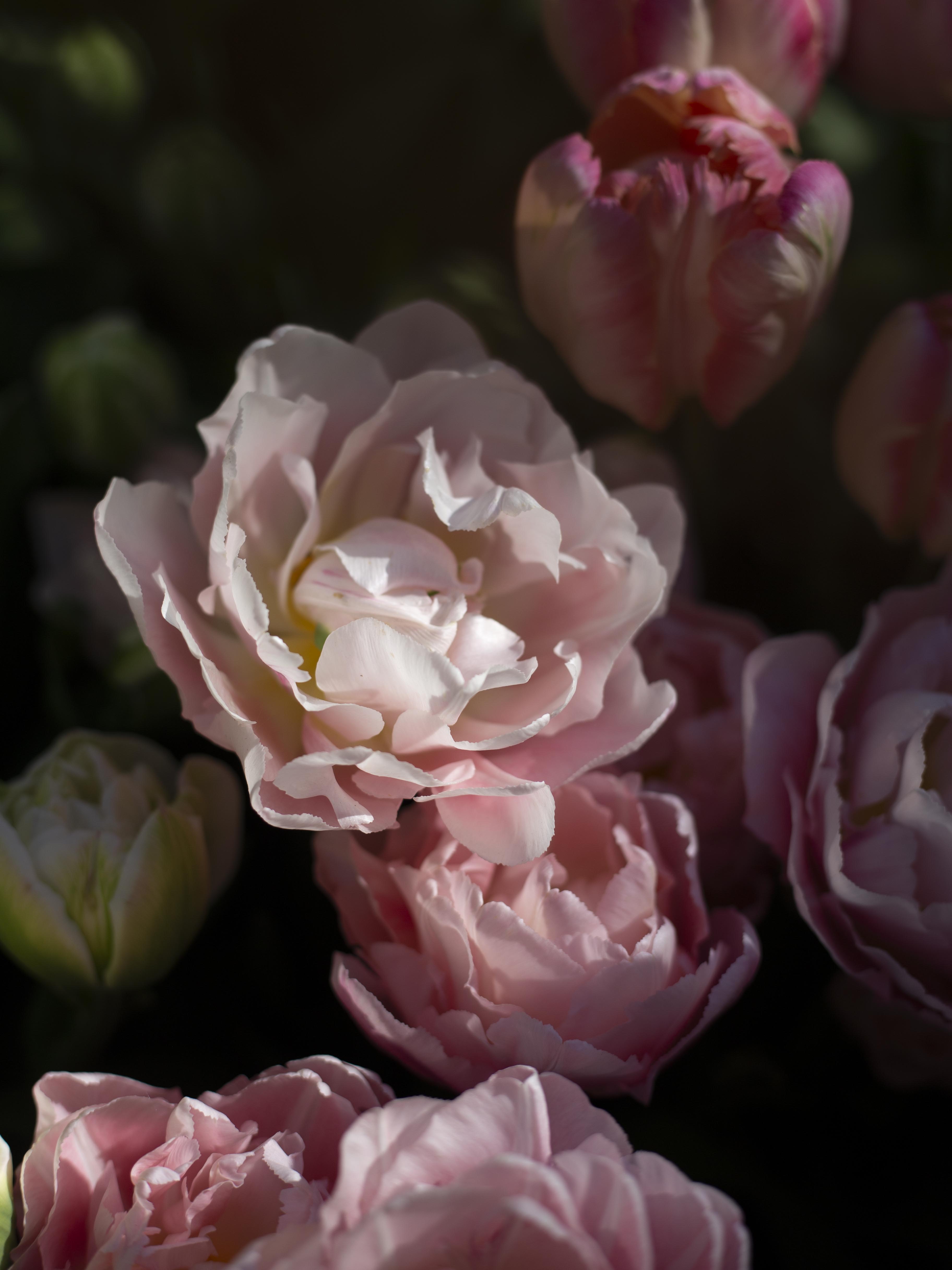 Kerrannainen tulppaani Dreamer