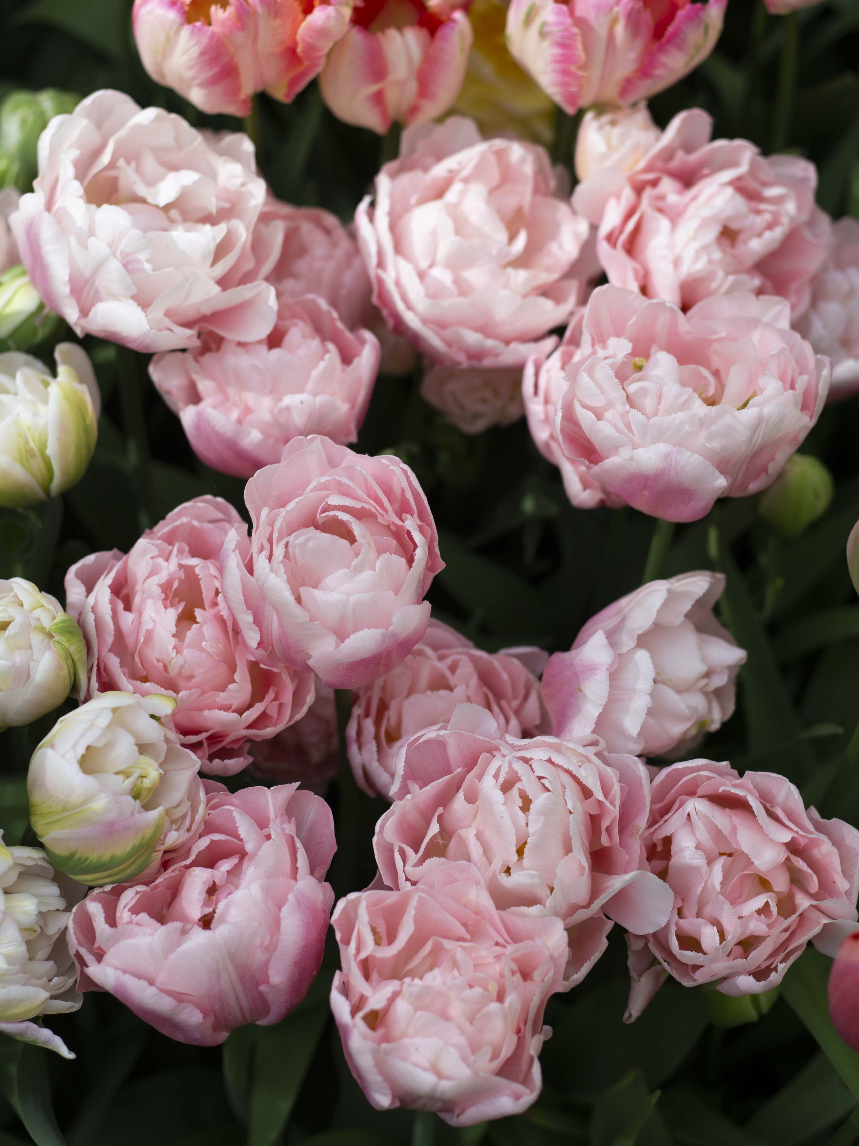 Kerrannainen tulppaani Dreamer