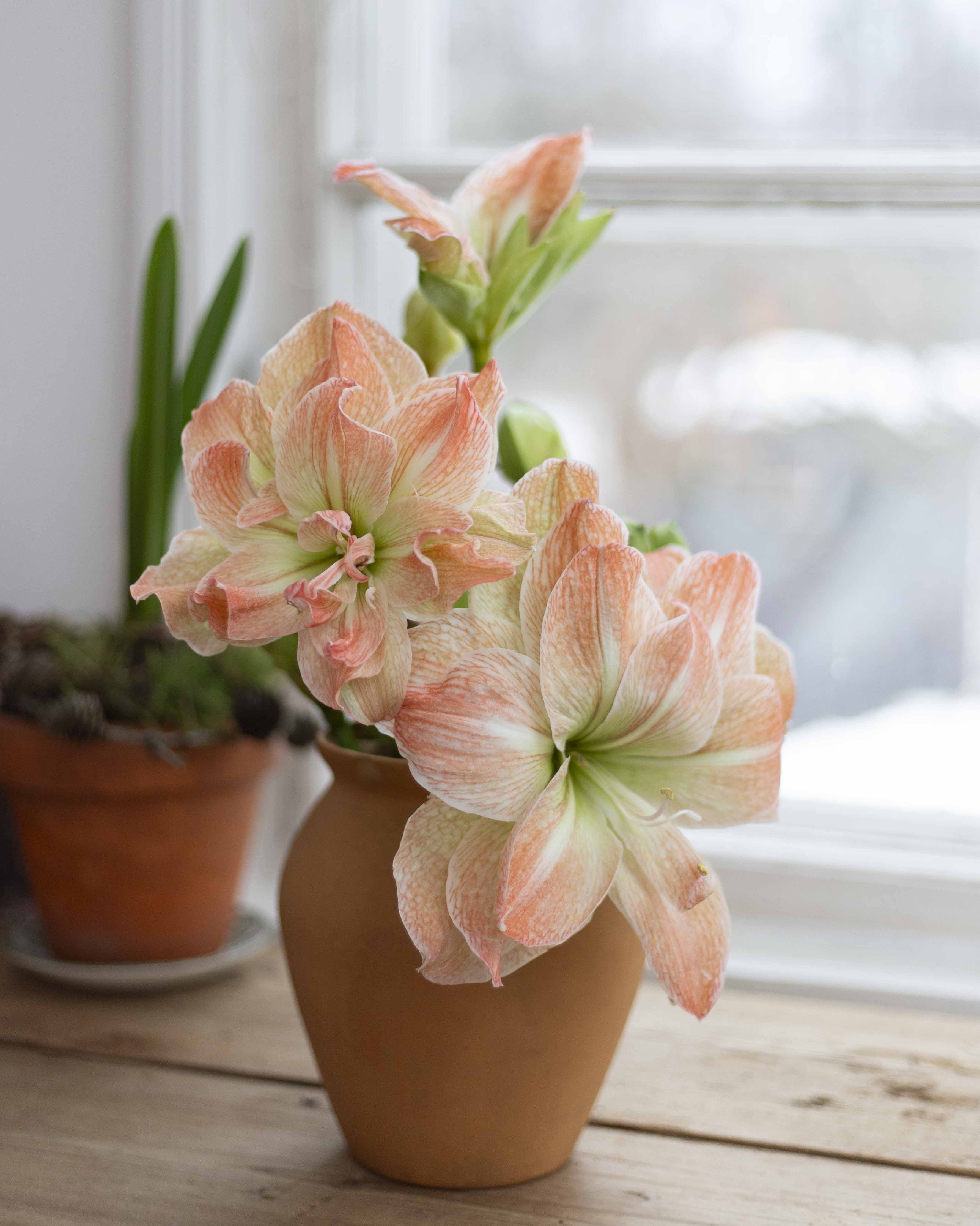 Amaryllis Exotic Nymph