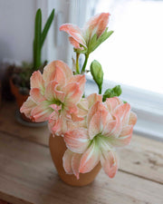 Amaryllis Exotic Nymph