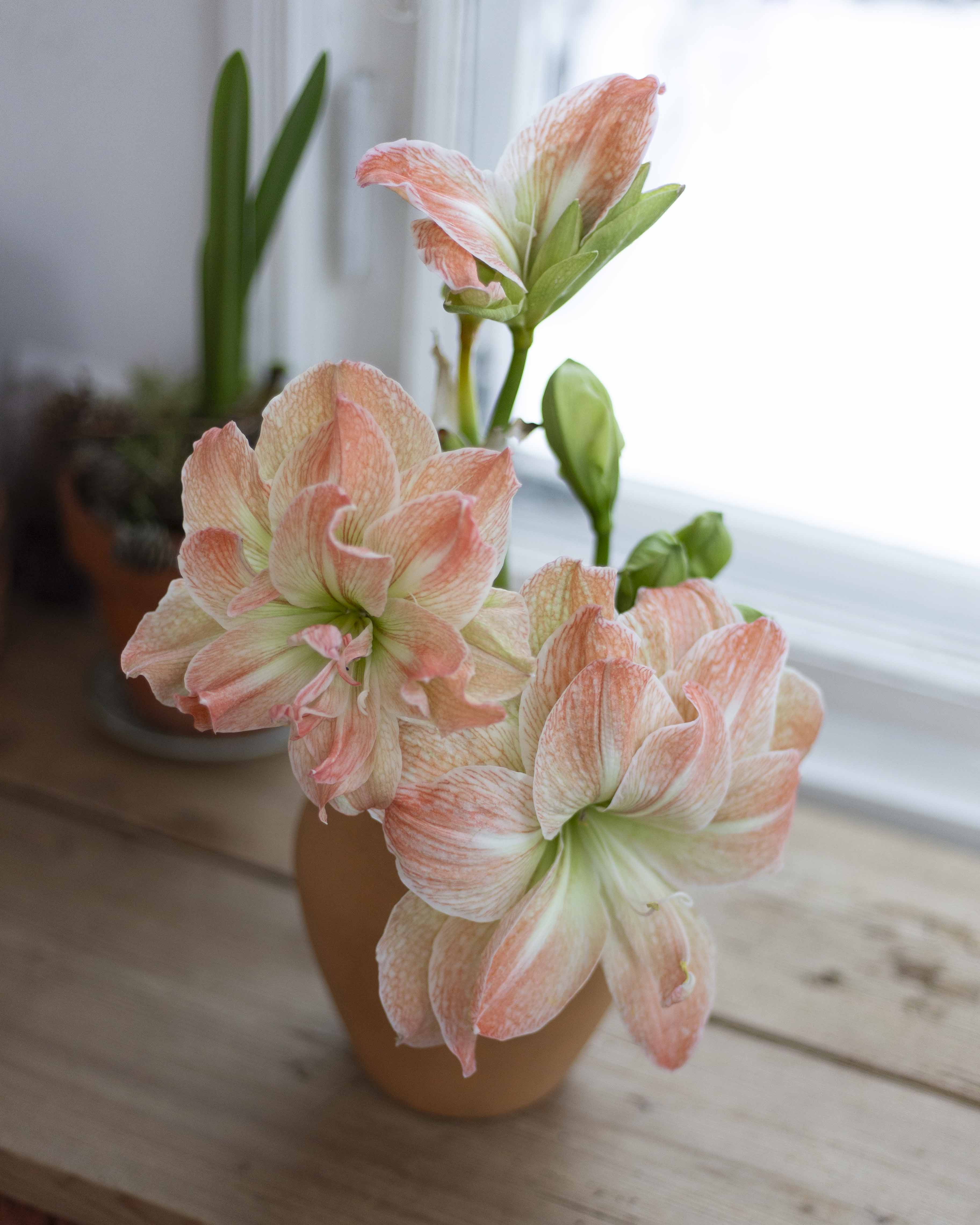Amaryllis Exotic Nymph