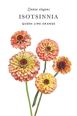 Isotsinnia Queen Lime Orange