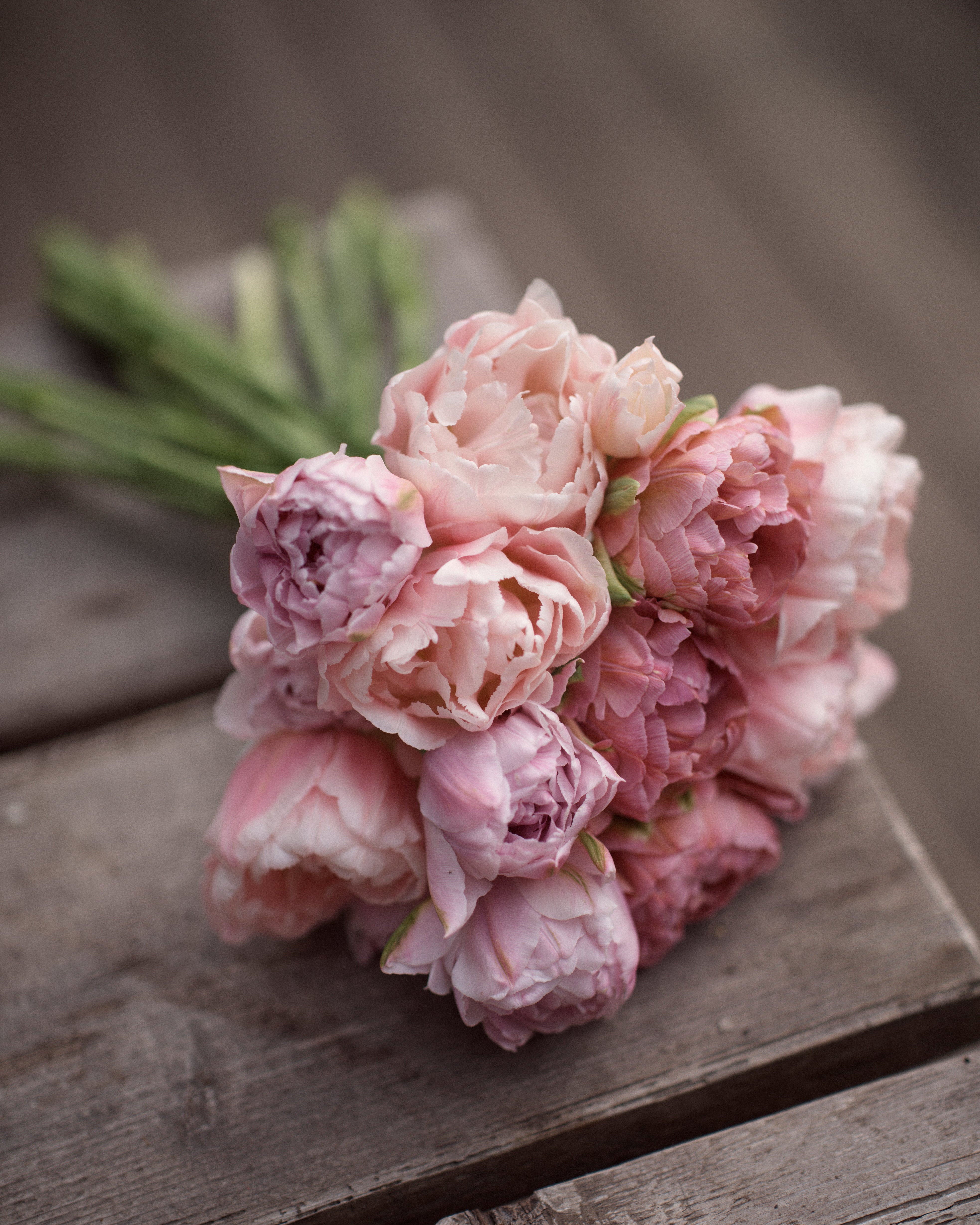 Kerrannainen tulppaani Dreamer
