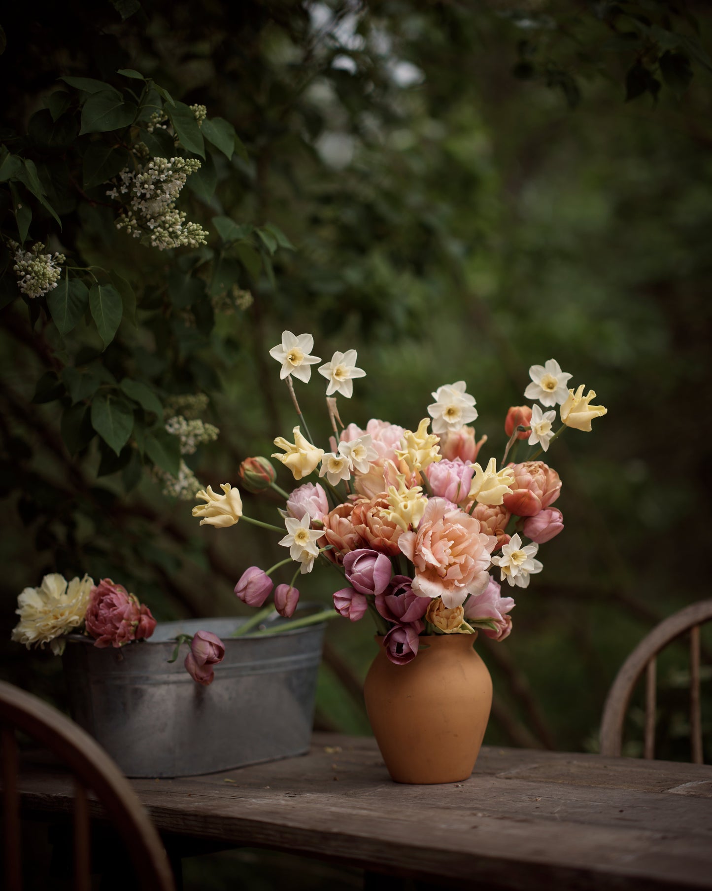 Kerrannainen tulppaani La Belle Epoque