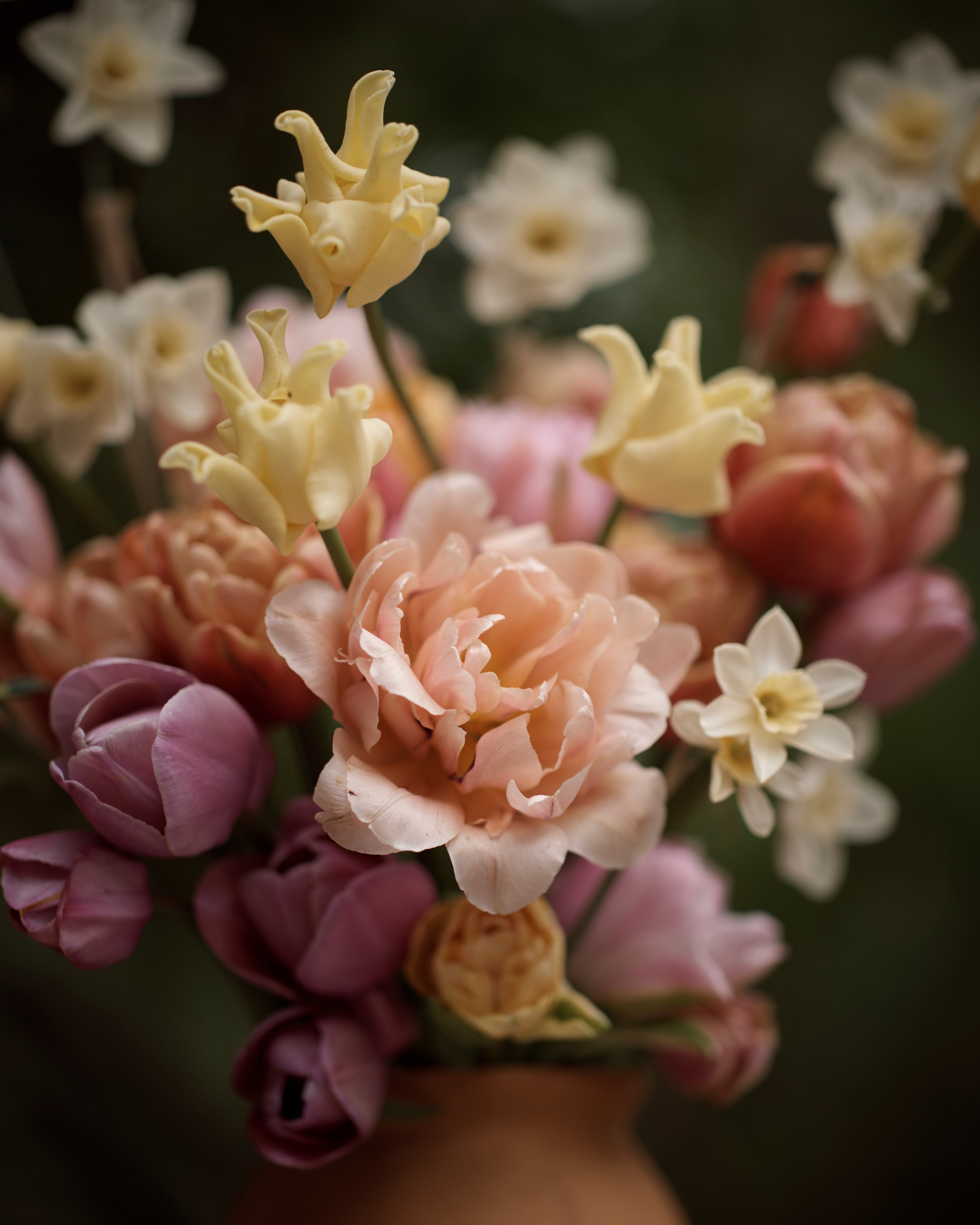 Kerrannainen tulppaani Coral Blush
