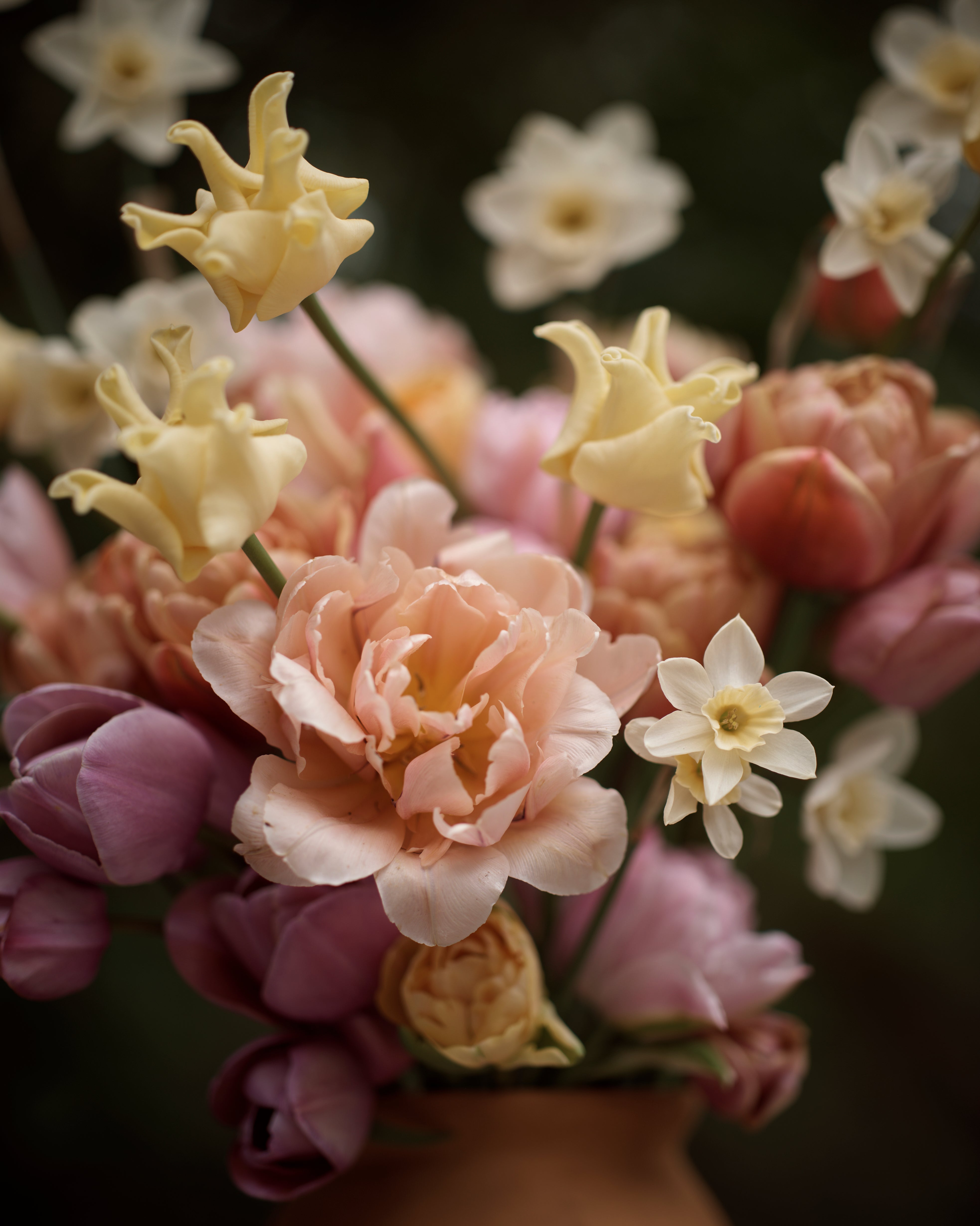 Tulppaani Yellow Crown