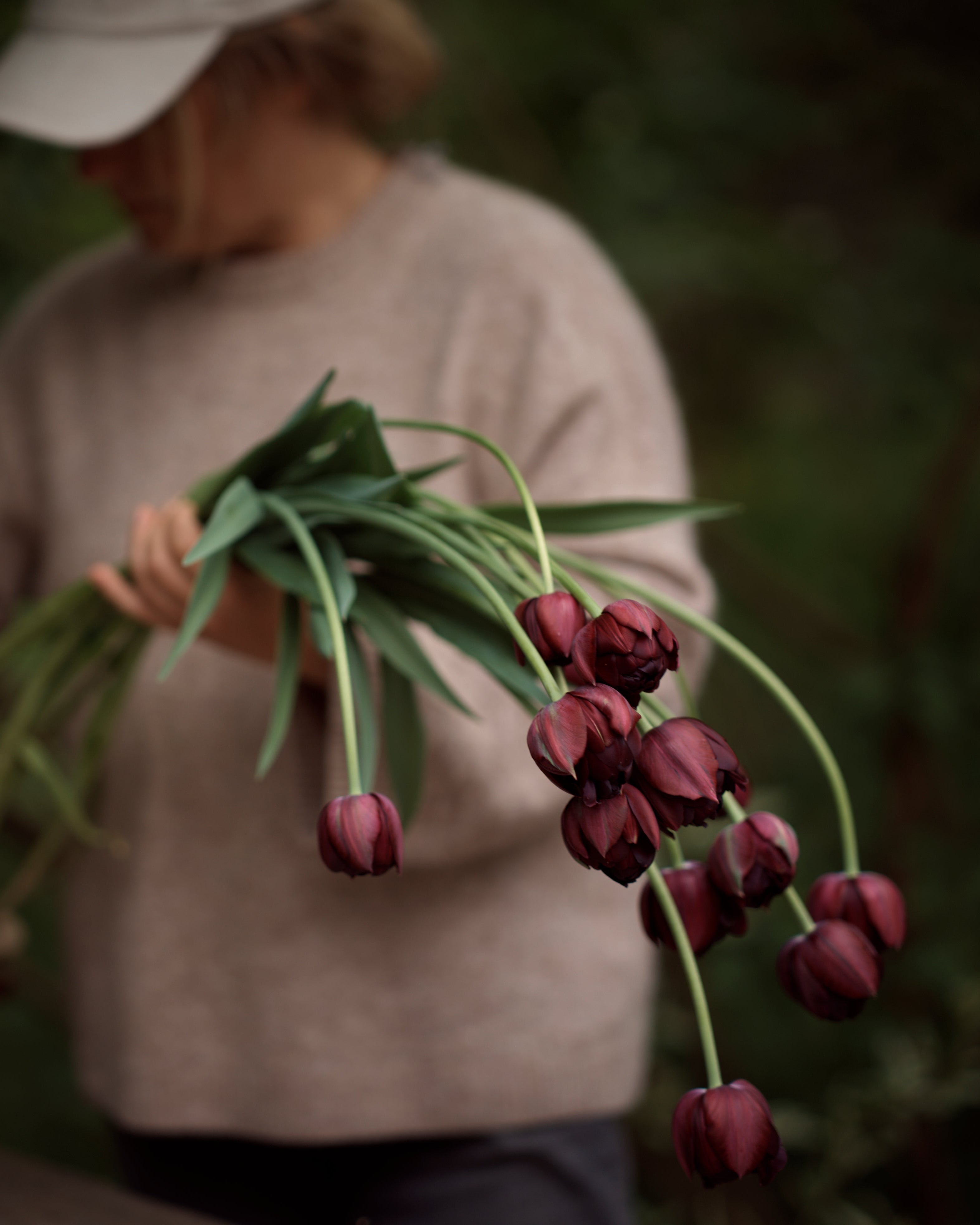 Kerrannainen tulppaani Black Hero