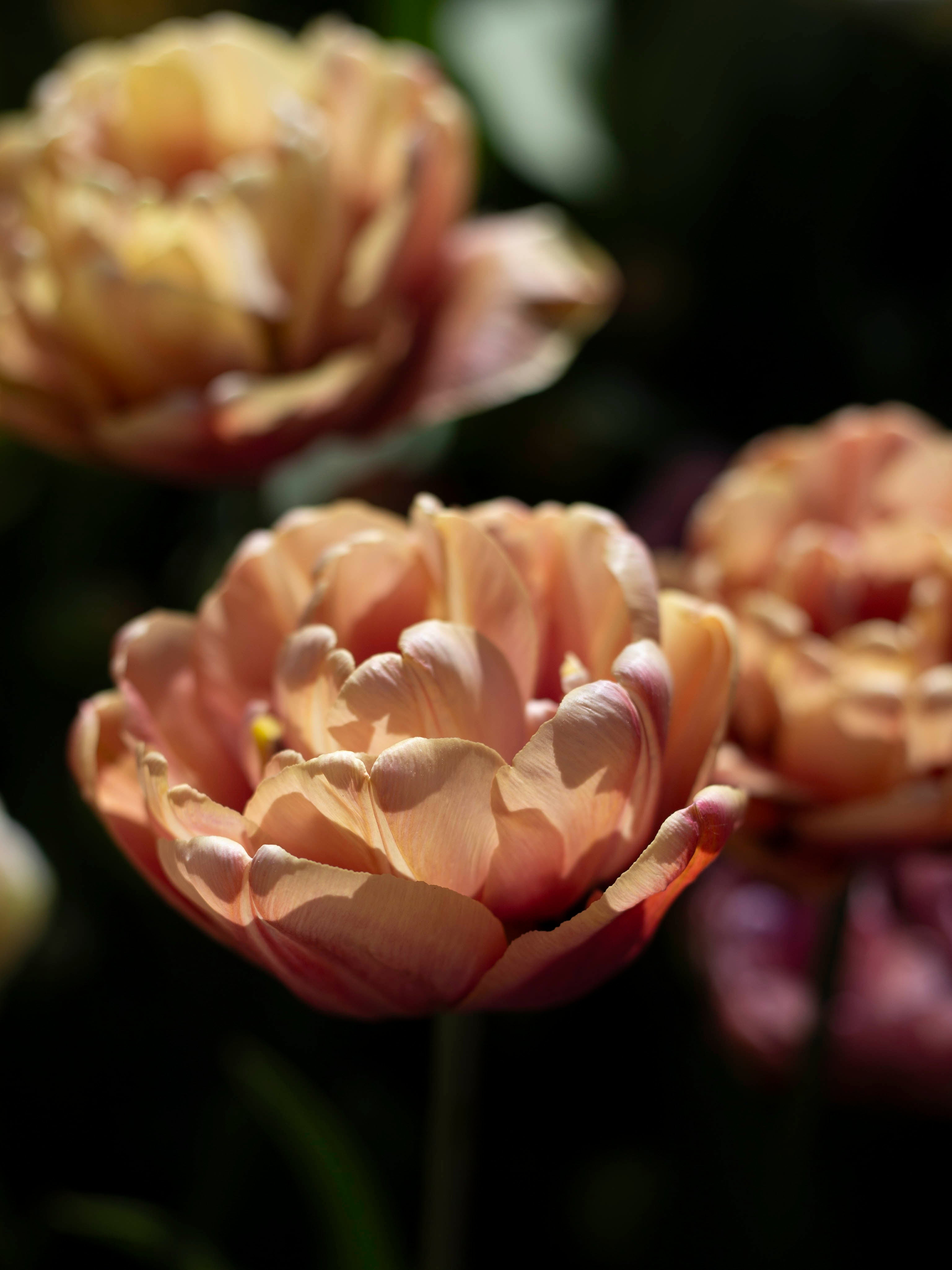 Kerrannainen tulppaani La Belle Epoque