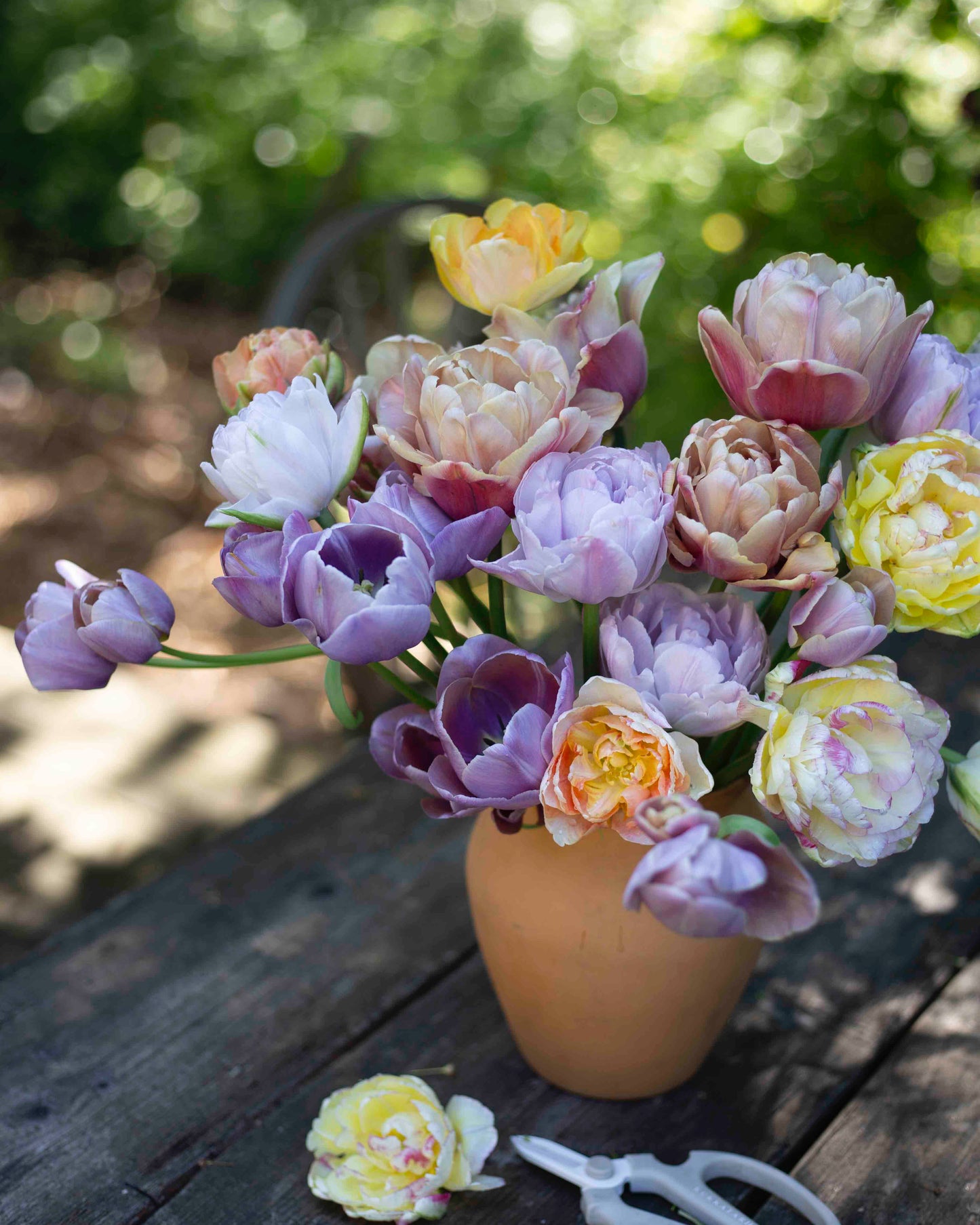 Kerrannainen tulppaani La Belle Epoque