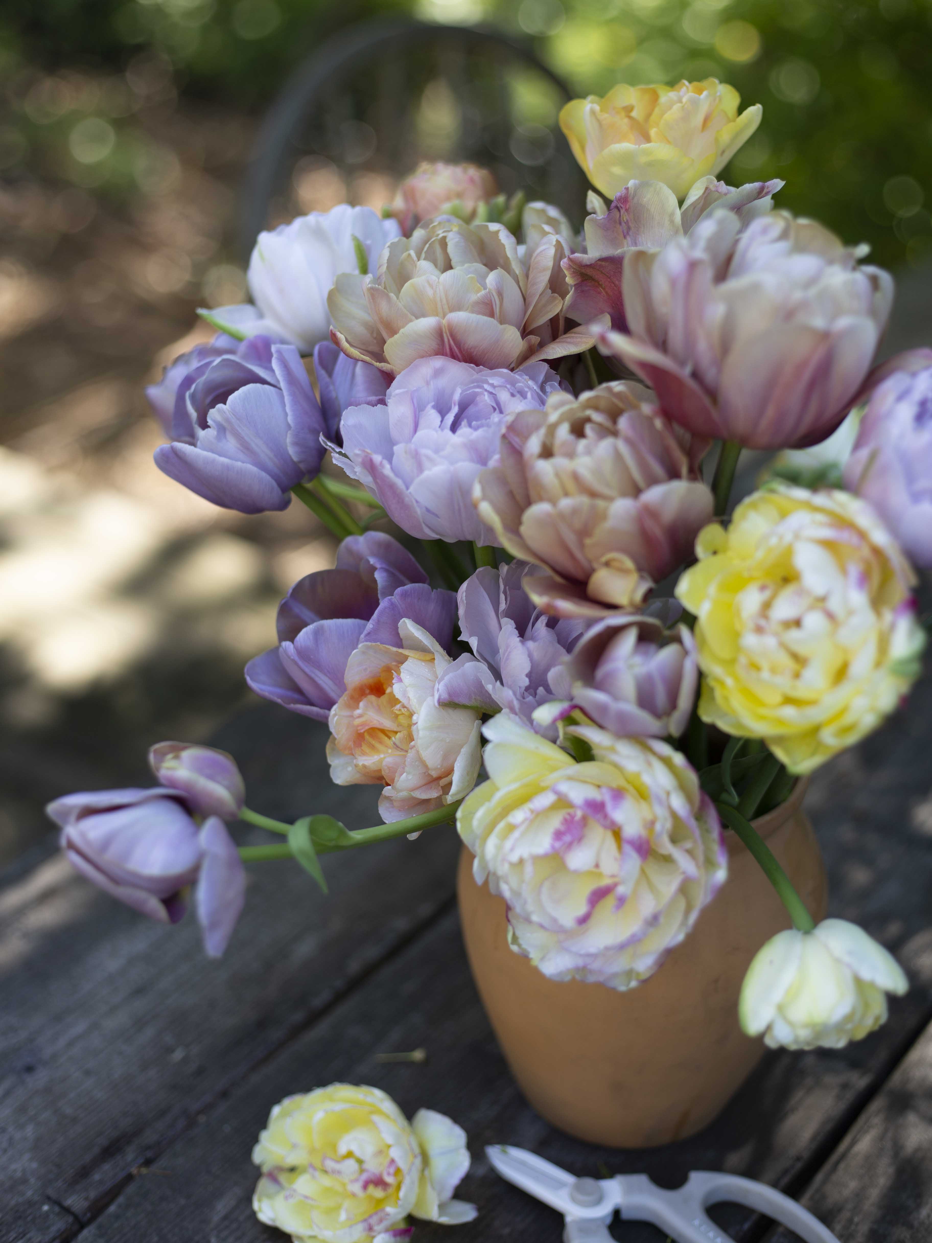 Kerrannainen tulppaani Double Shake