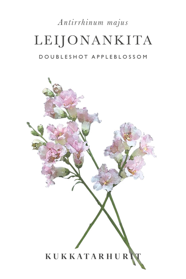 Leijonankita Doubleshot Appleblossom