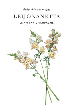 Leijonankita Snapstar Champagne