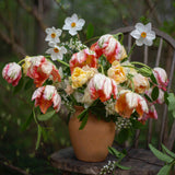 Apricot Parrot