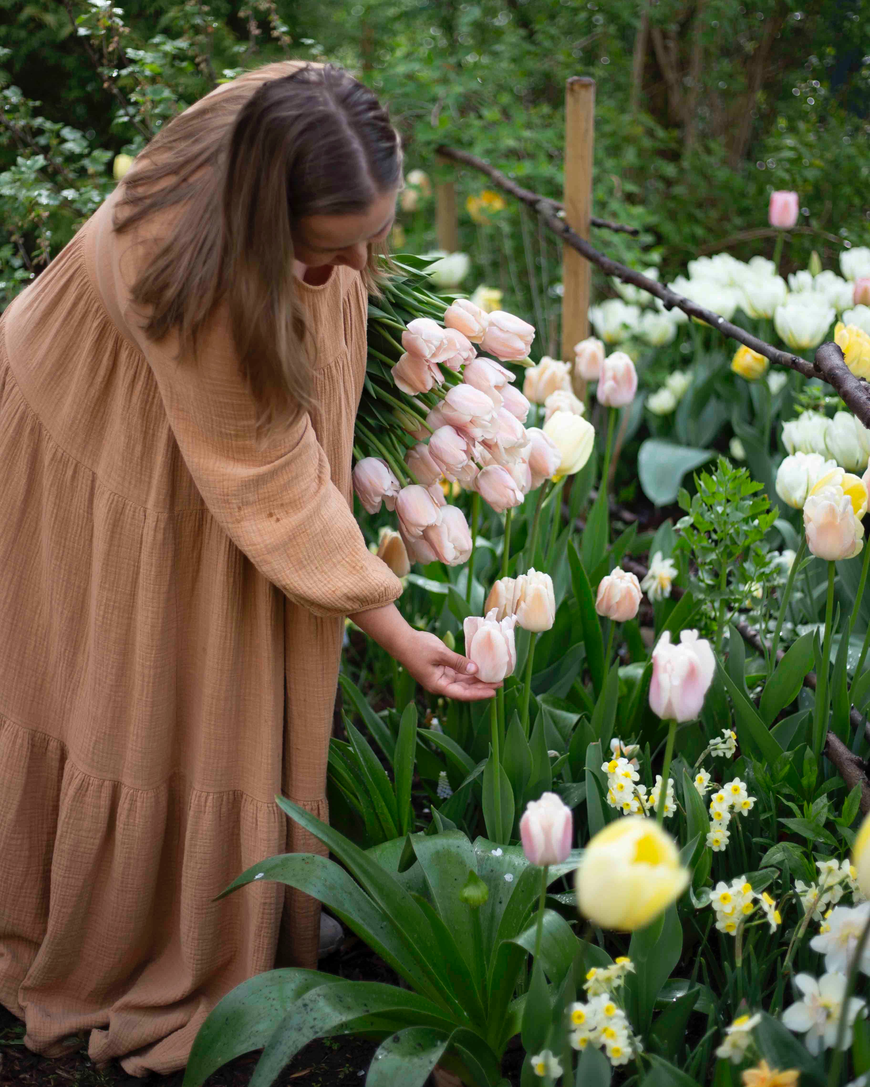 Yksinkertainen tulppaani Apricot Pride