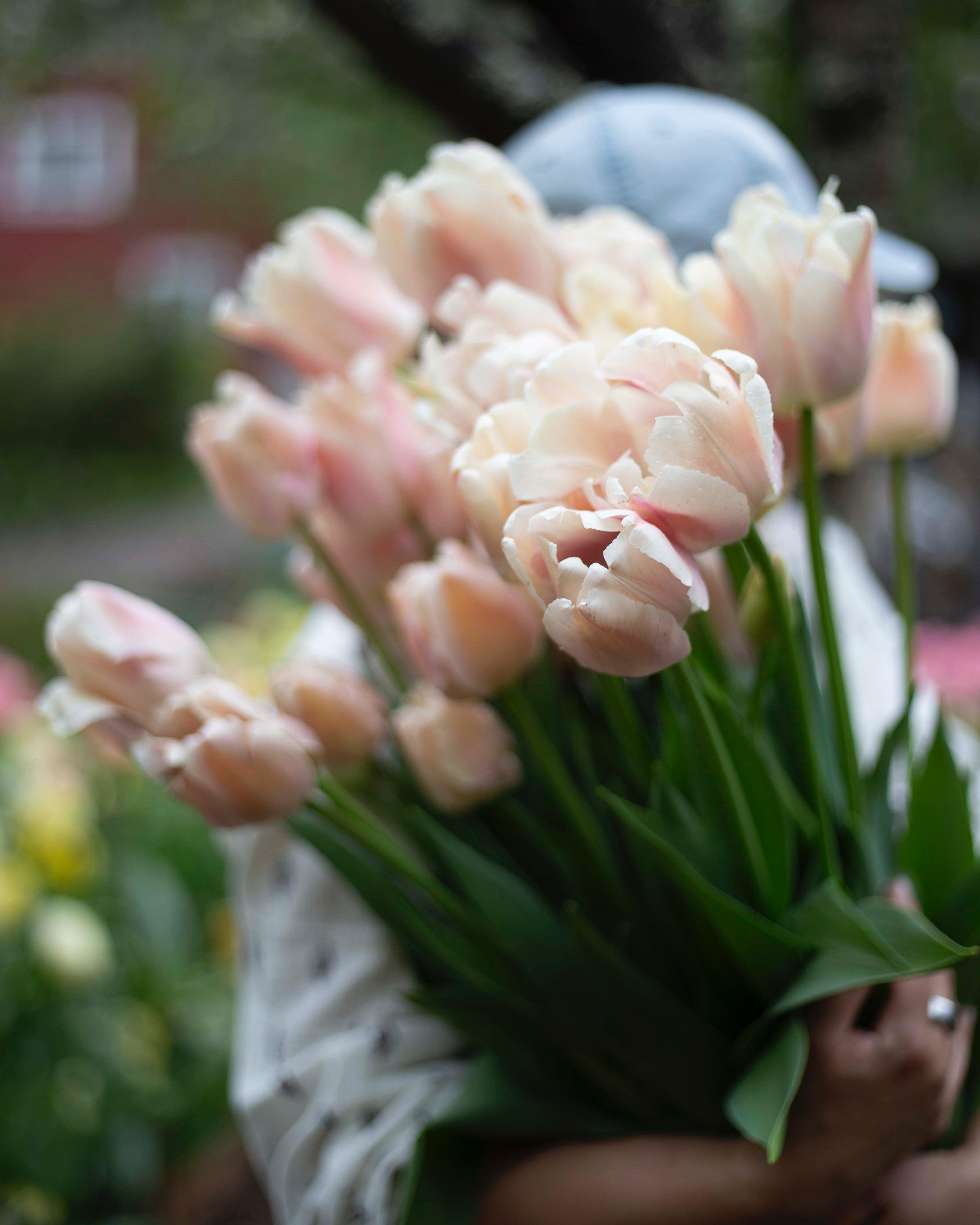 Yksinkertainen tulppaani Apricot Pride