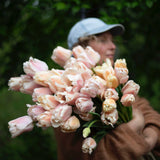 Apricot Pride