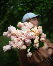 Yksinkertainen tulppaani Apricot Pride