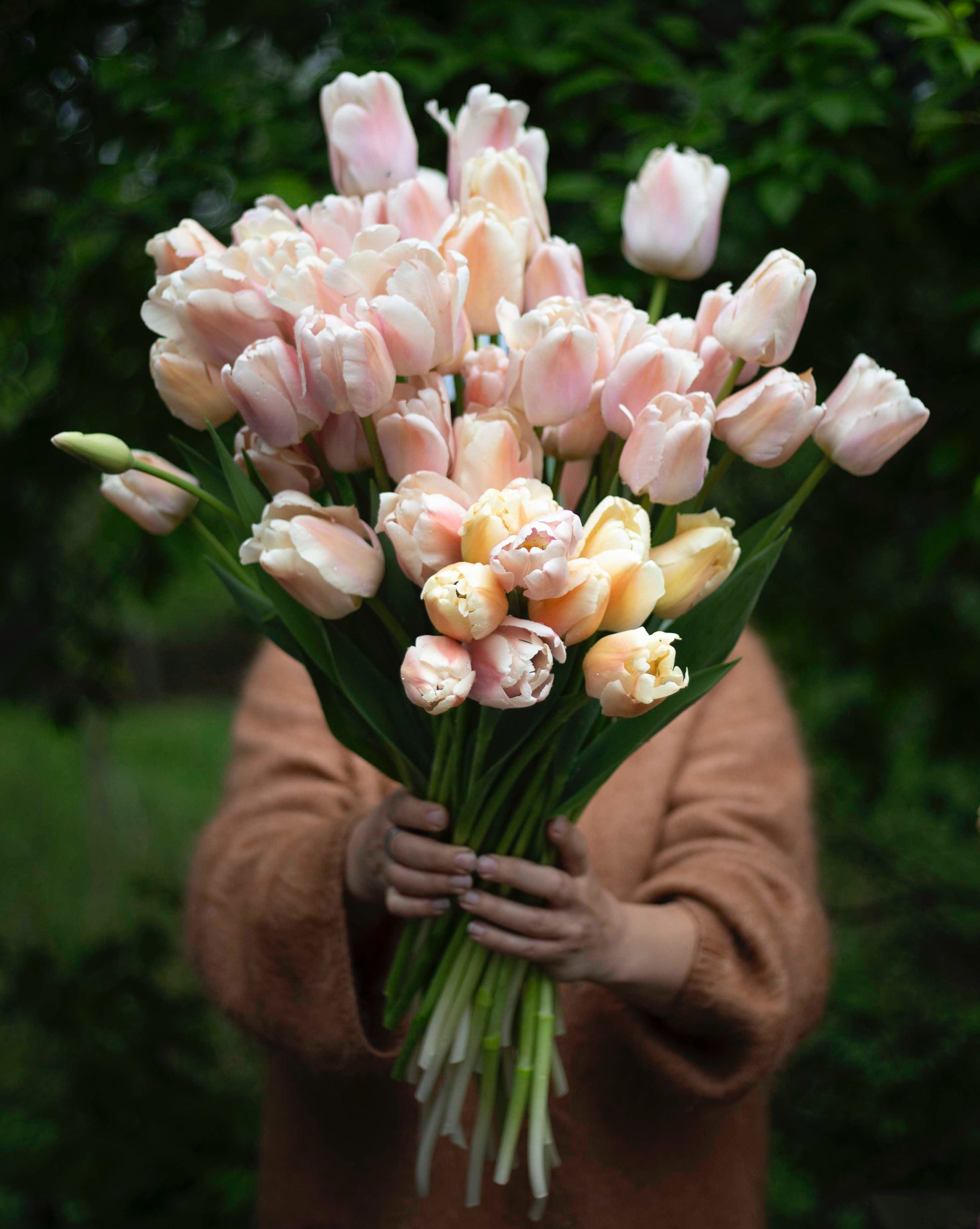 Yksinkertainen tulppaani Apricot Pride