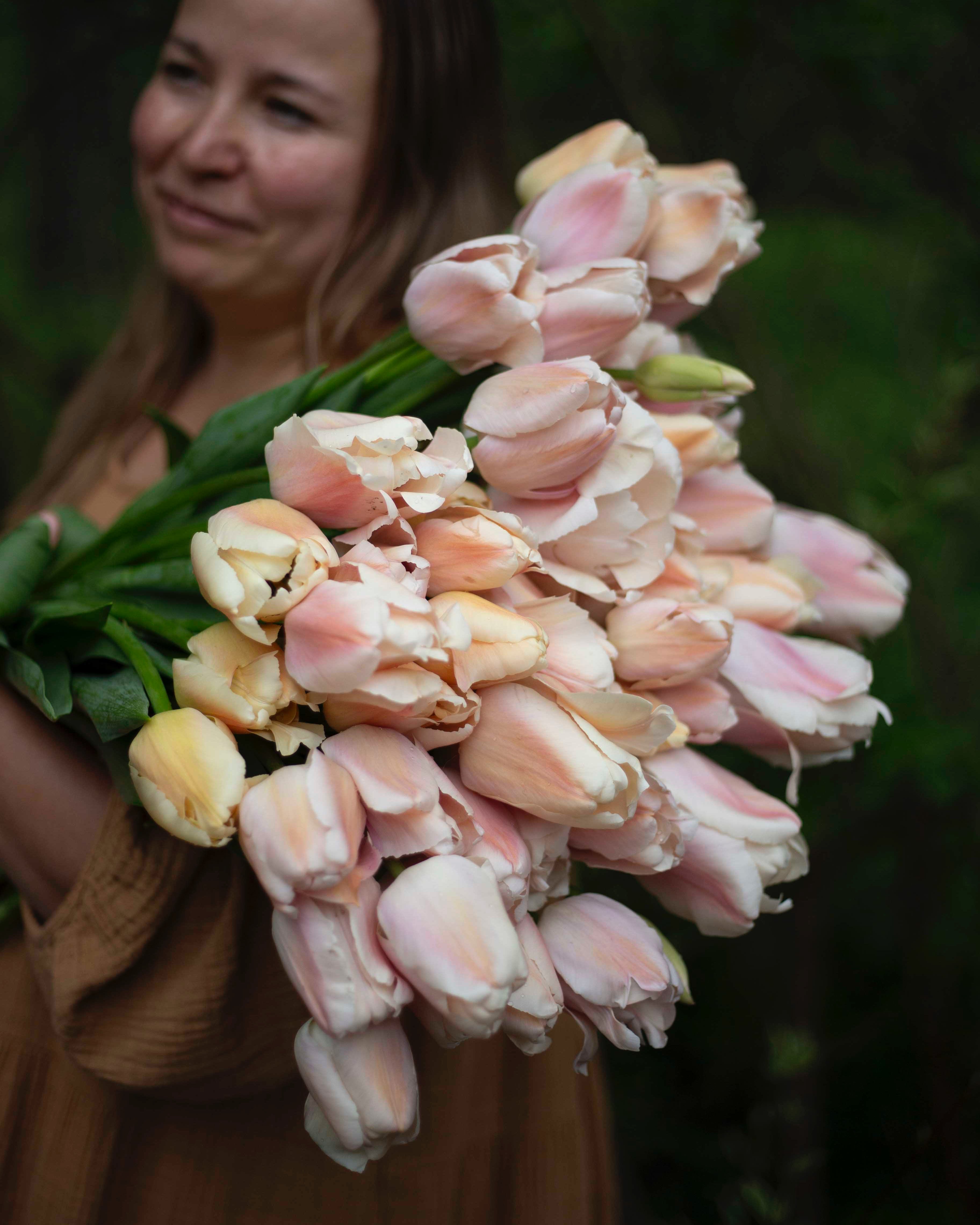 Yksinkertainen tulppaani Apricot Pride