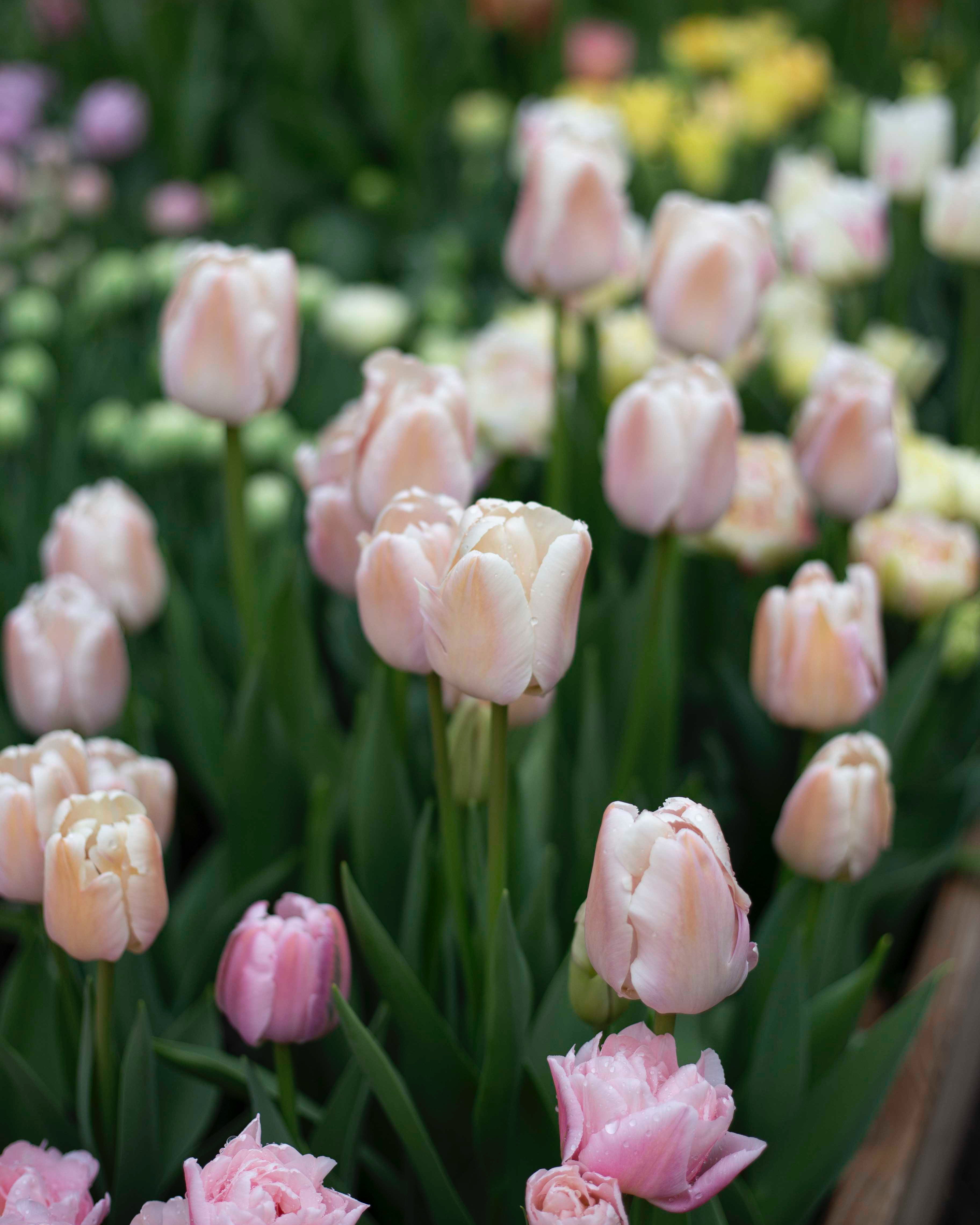 Yksinkertainen tulppaani Apricot Pride
