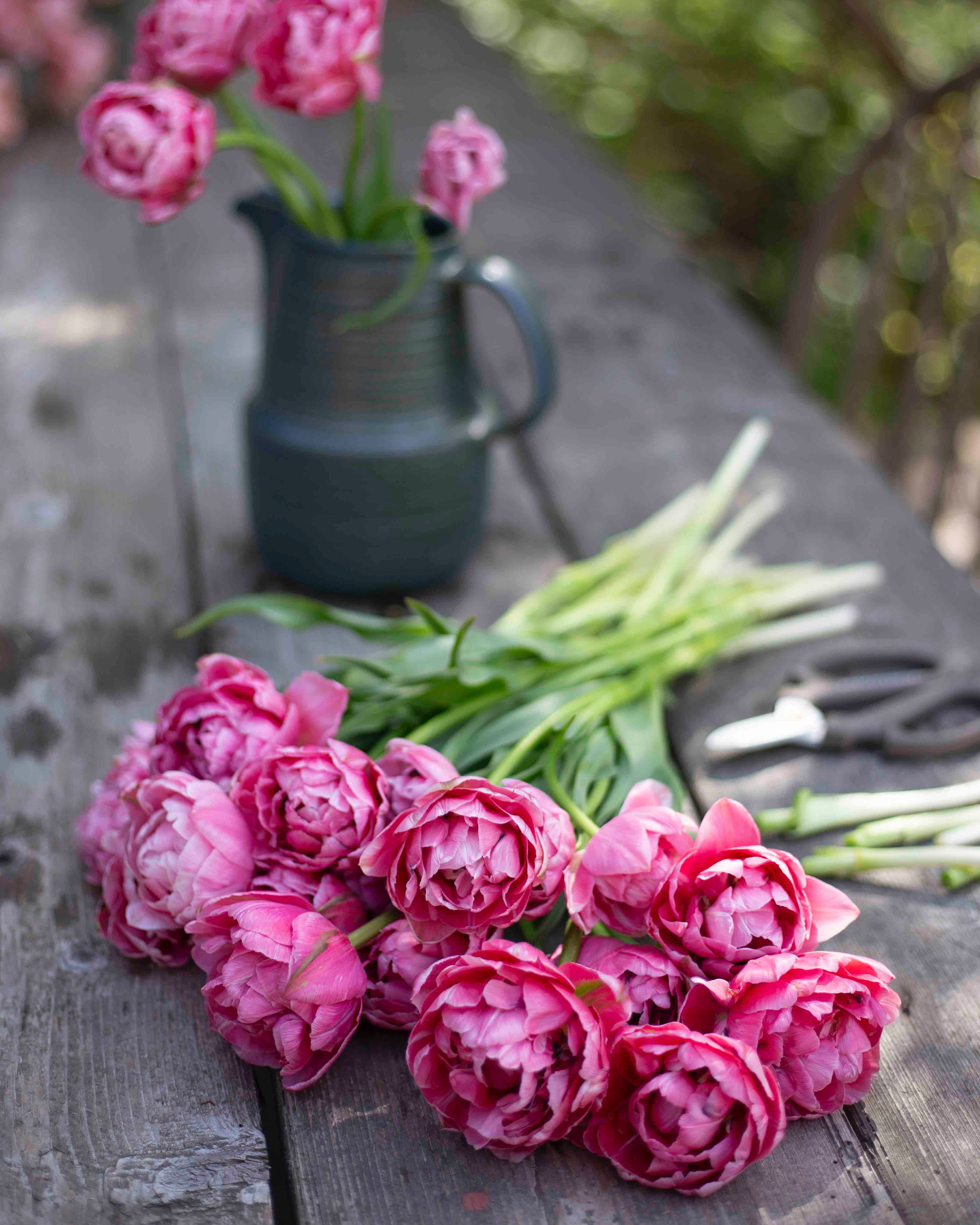 Kerrannainen tulppaani Aveyron