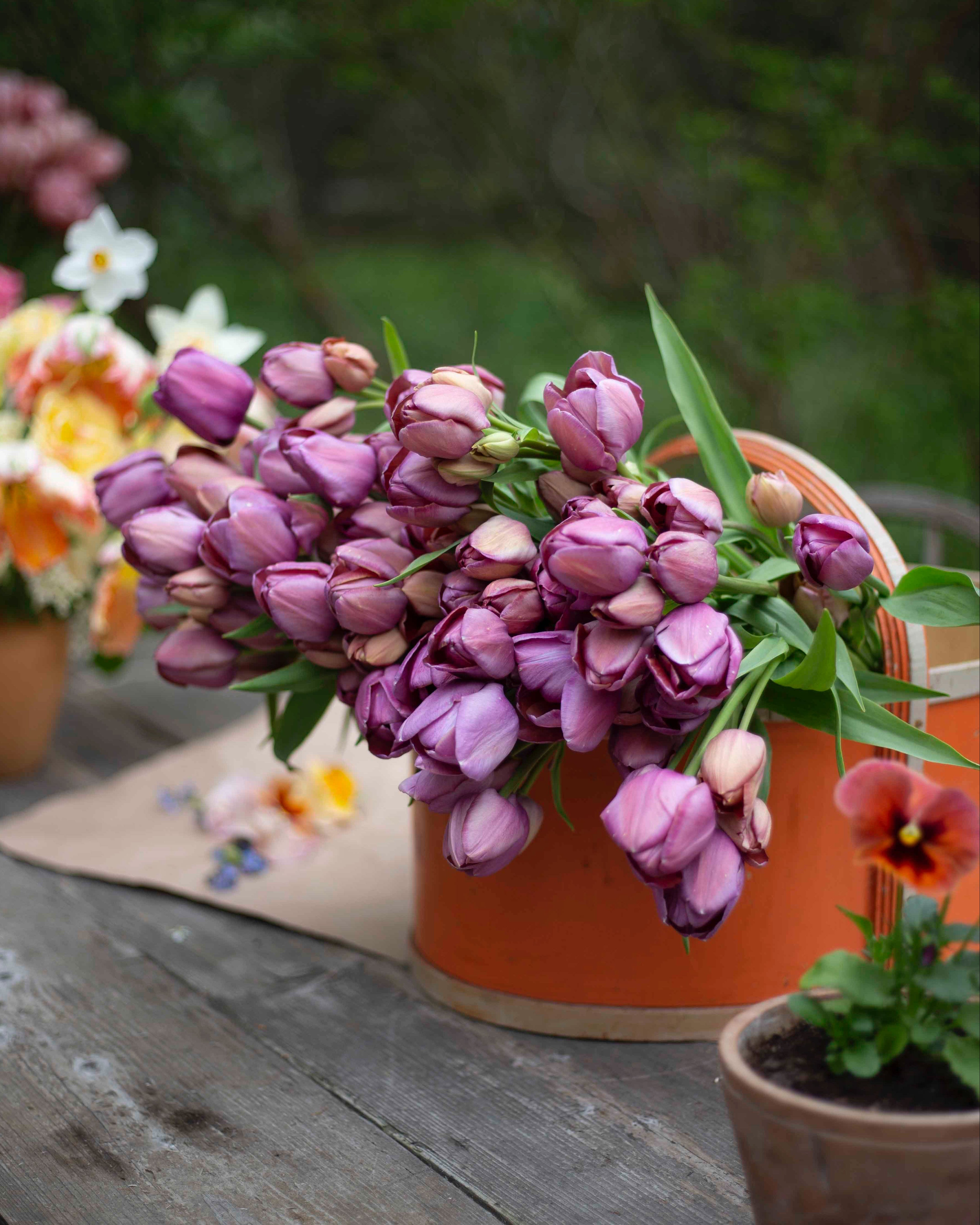 Yksinkertainen tulppaani Blue Heaven