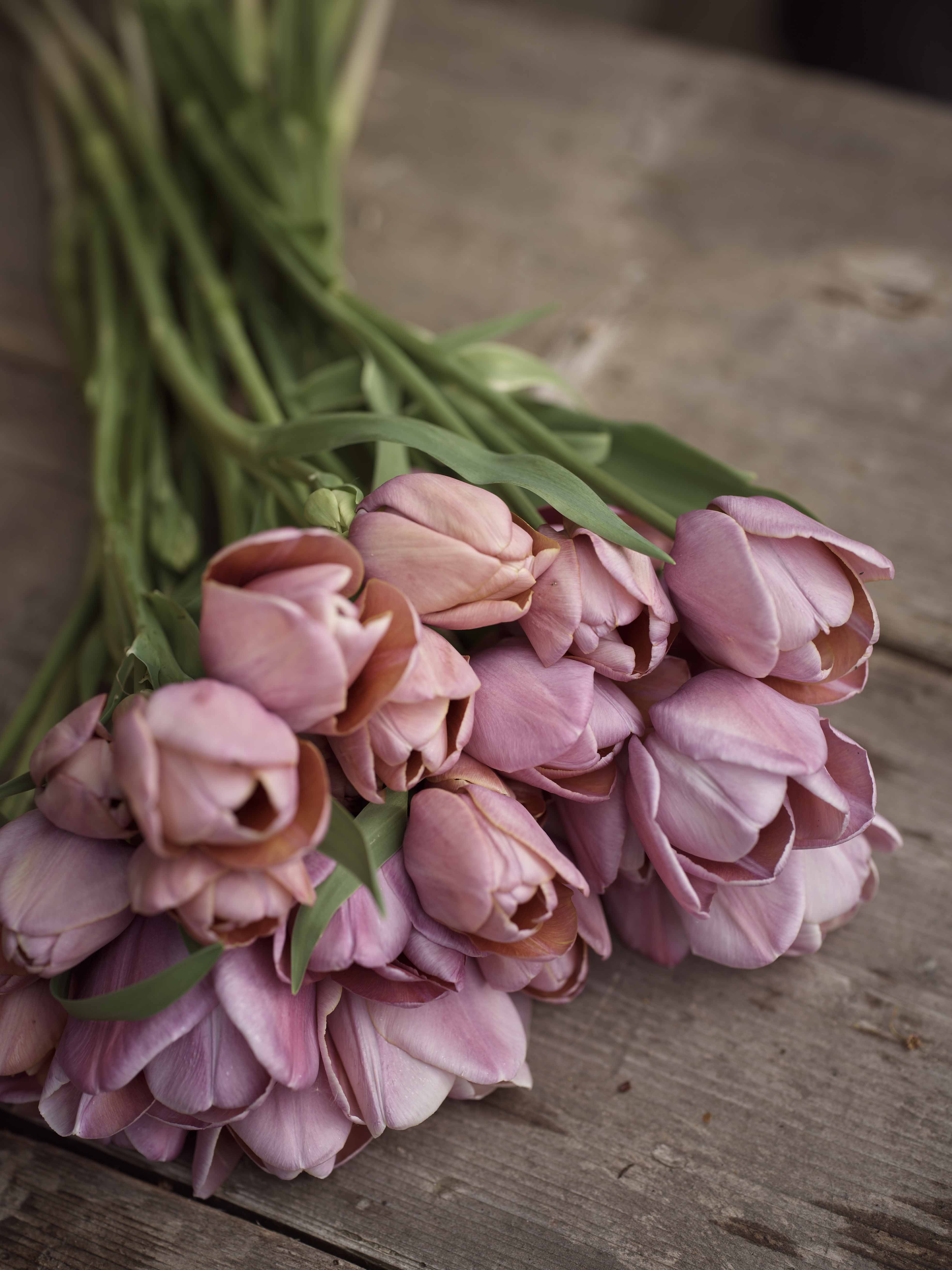 Yksinkertainen tulppaani Blue Heaven