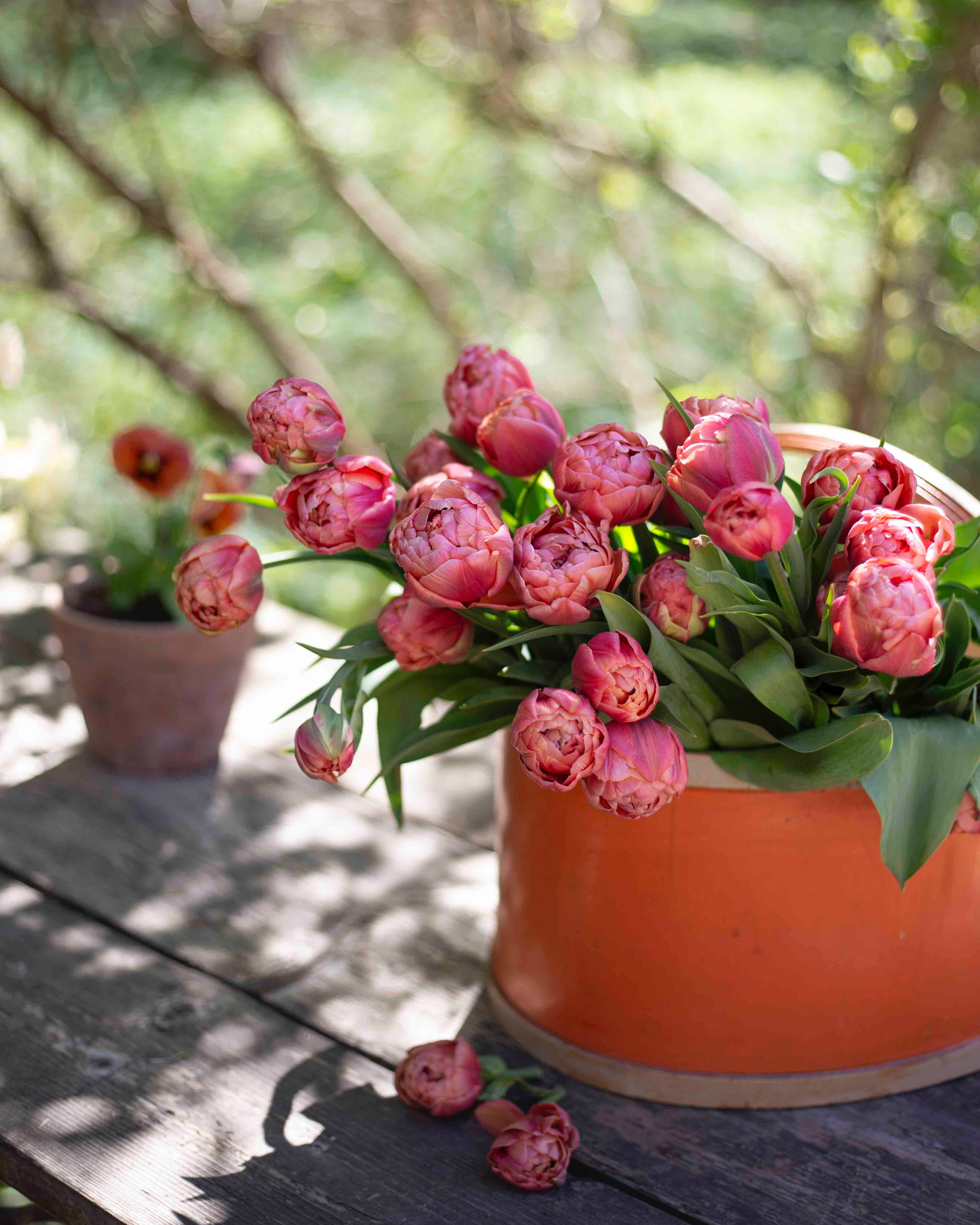 Kerrannainen tulppaani Copper Image