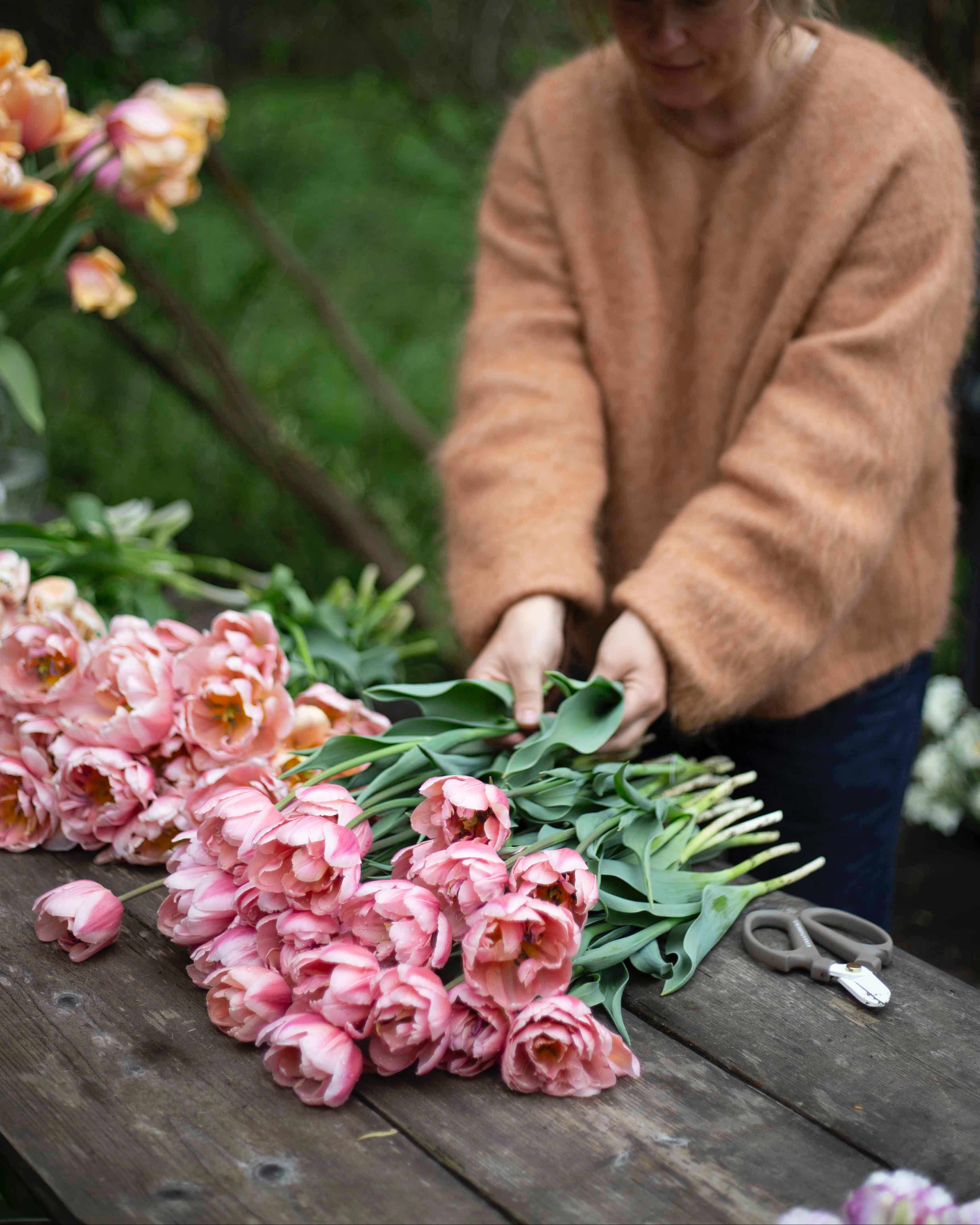 Kerrannainen tulppaani Coral Blush