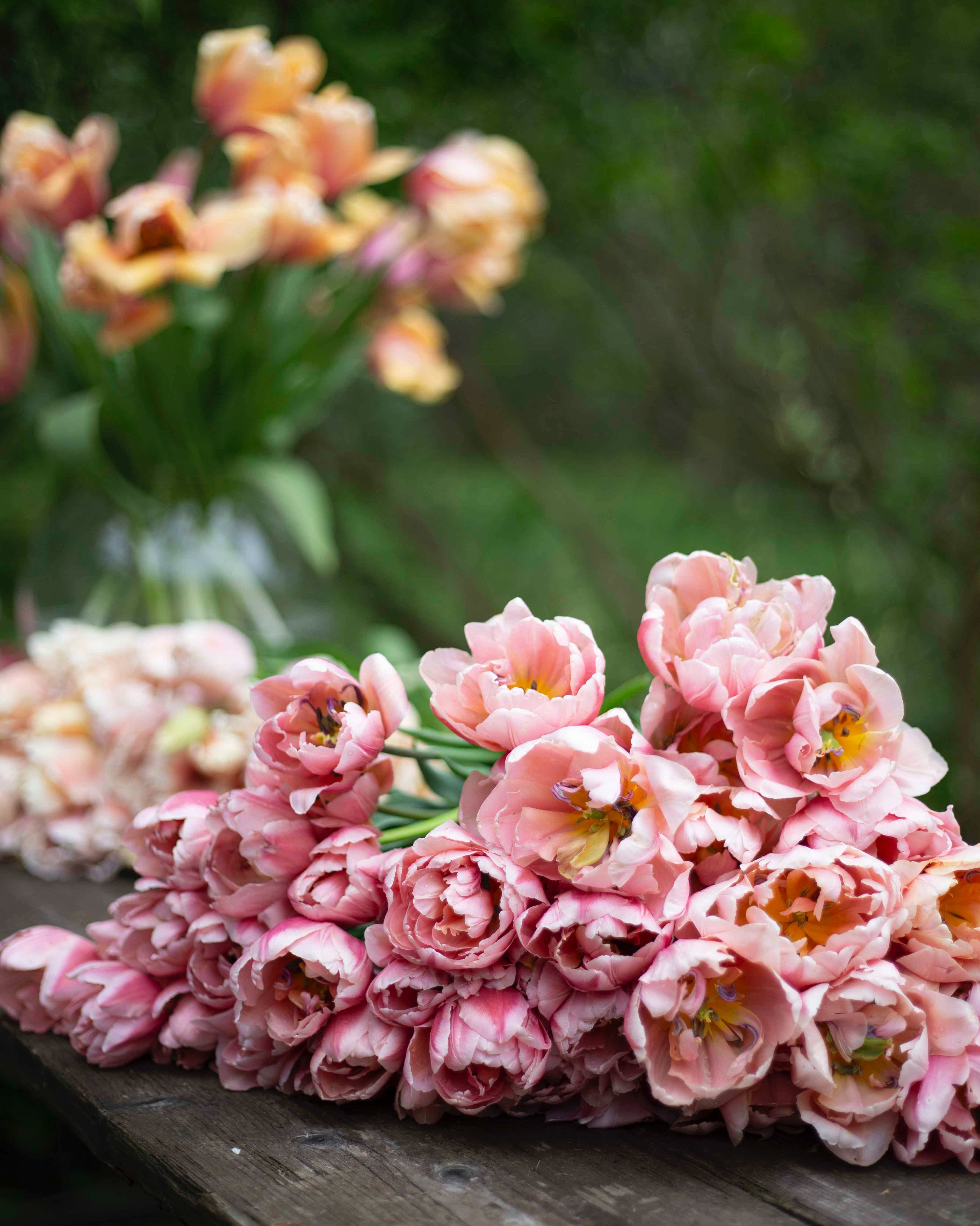 Kerrannainen tulppaani Coral Blush