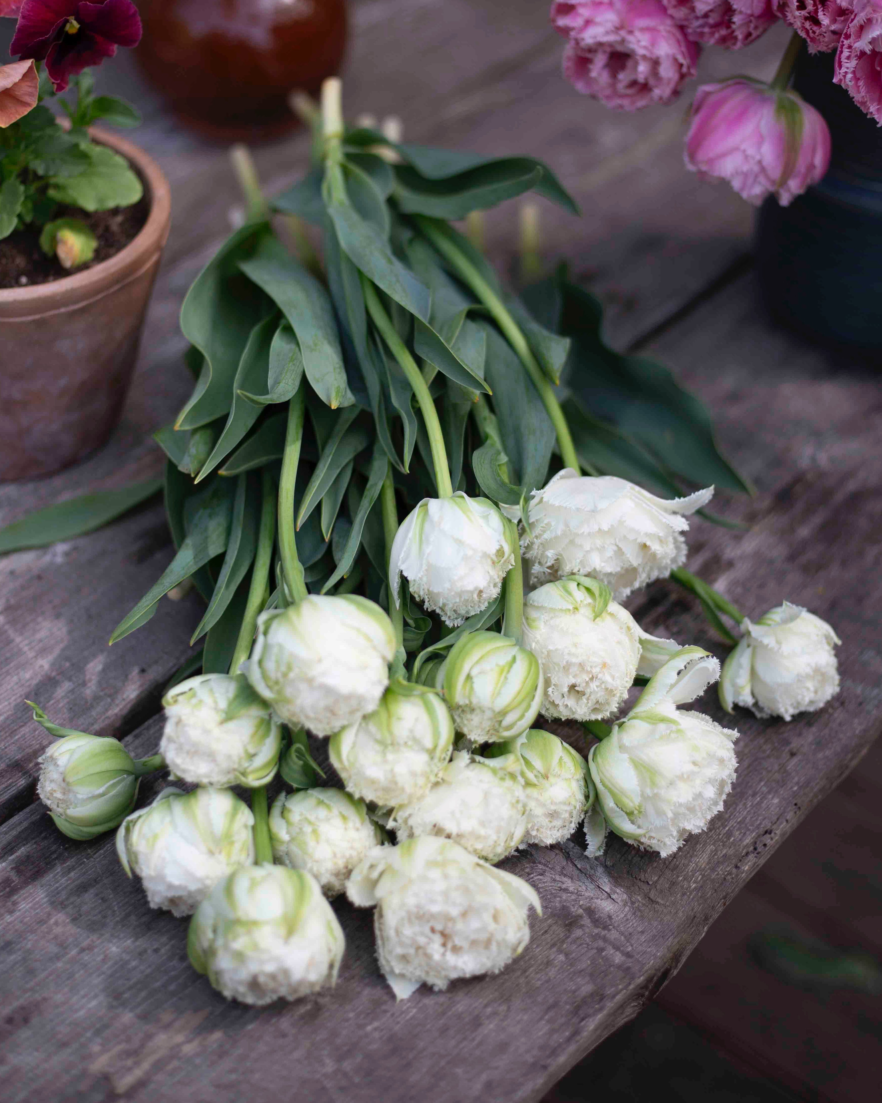 Kerrannainen ripsureunainen tulppaani Snow Crystal