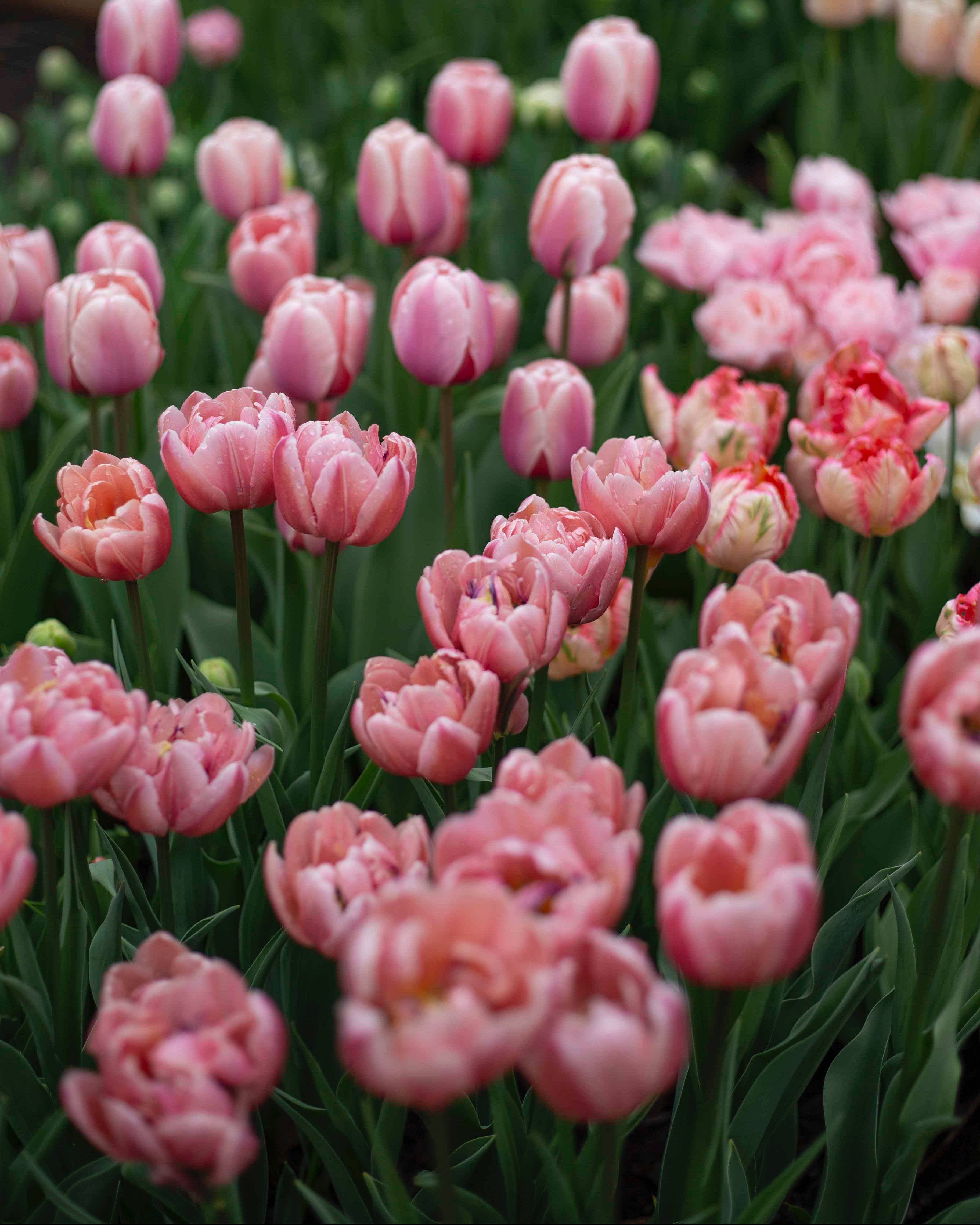 Kerrannainen tulppaani Coral Blush