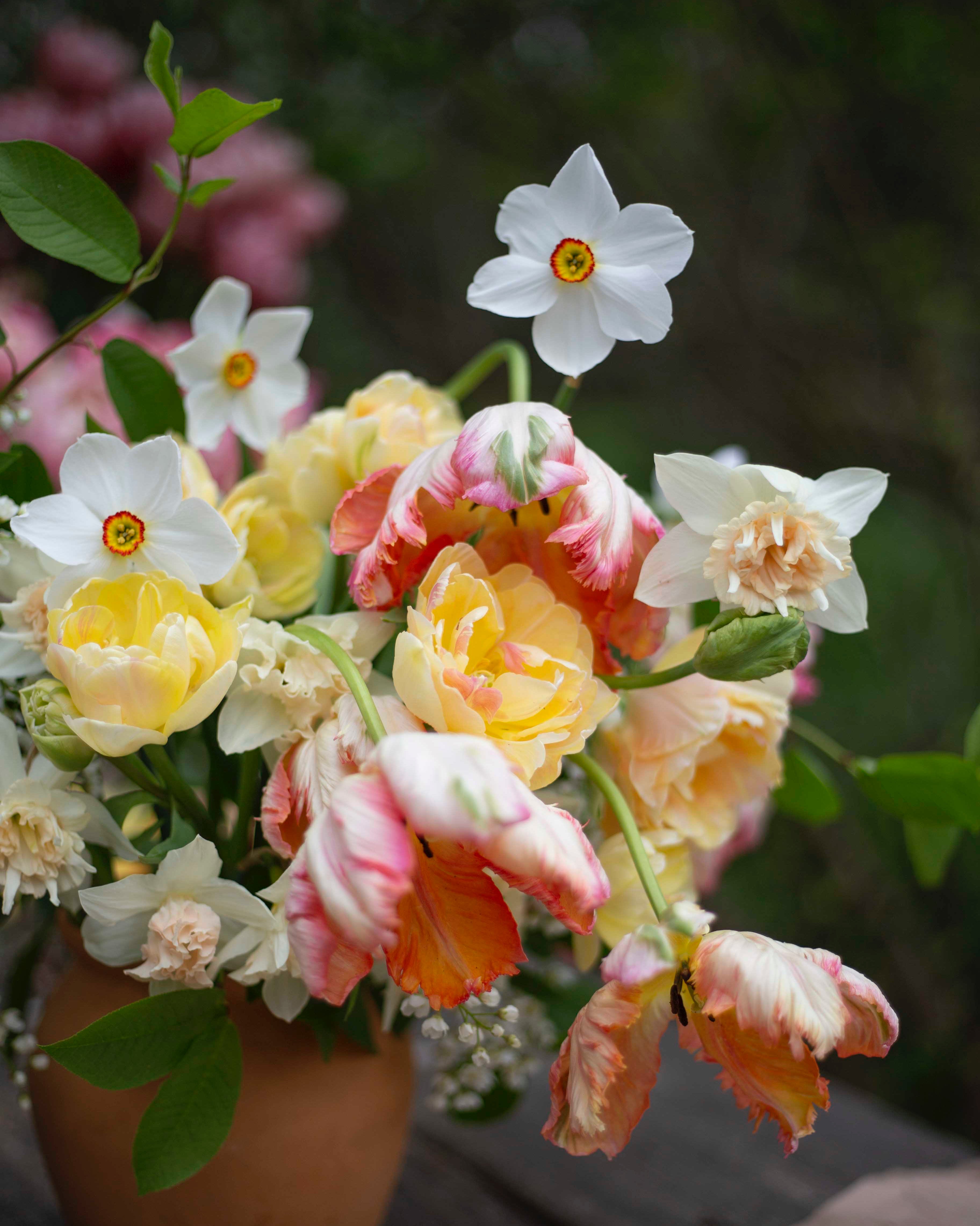 Kerrannainen tulppaani Charming Lady