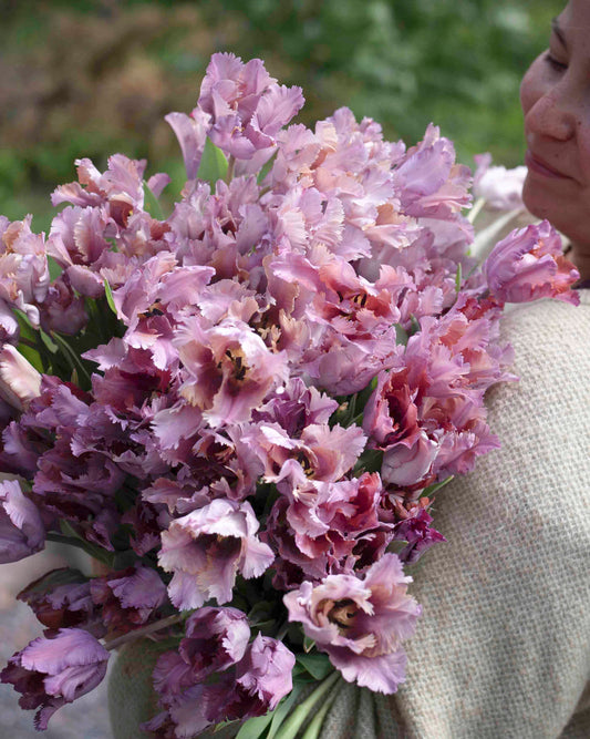 Papukaijatulppaani Vovos