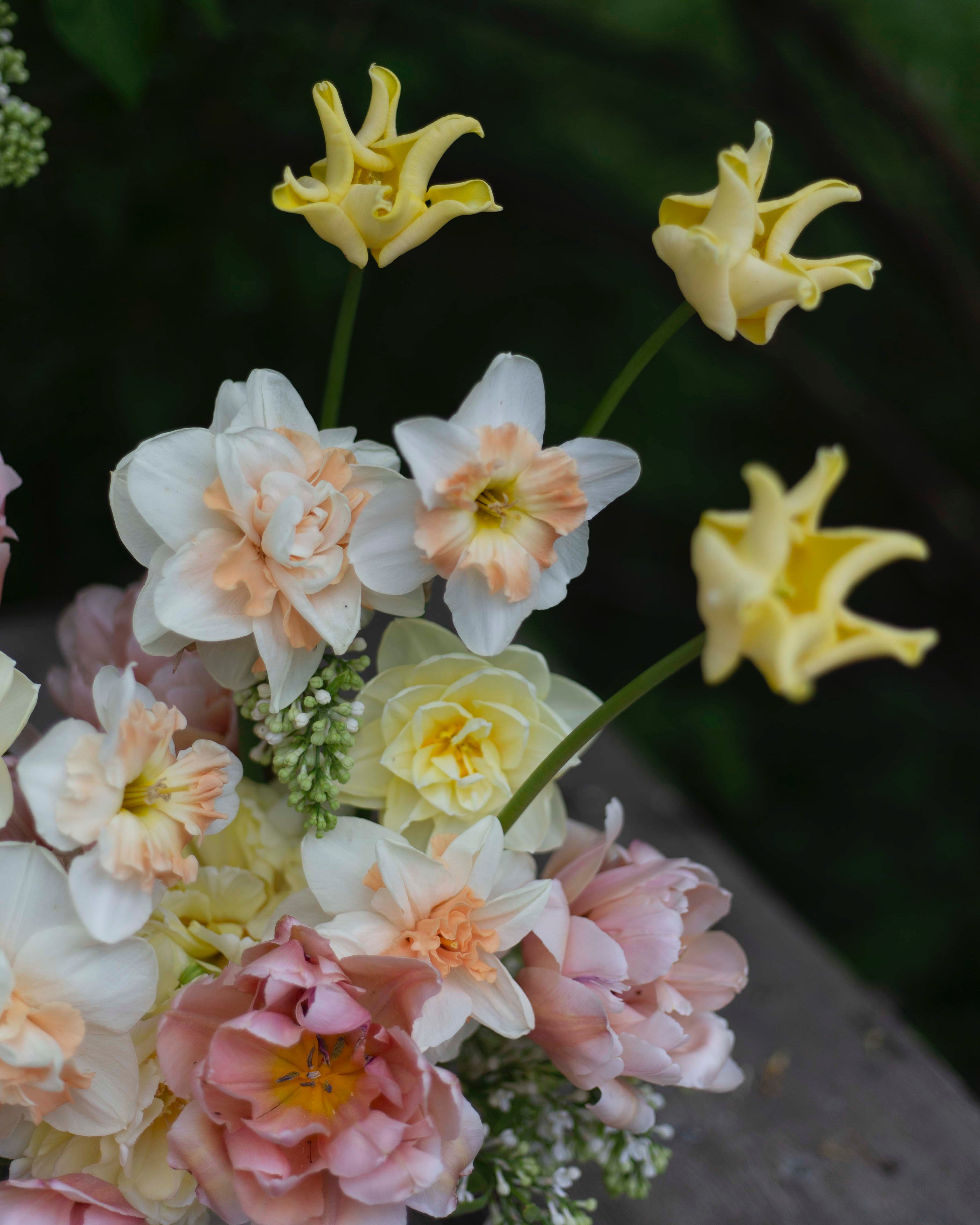 Tulppaani Yellow Crown