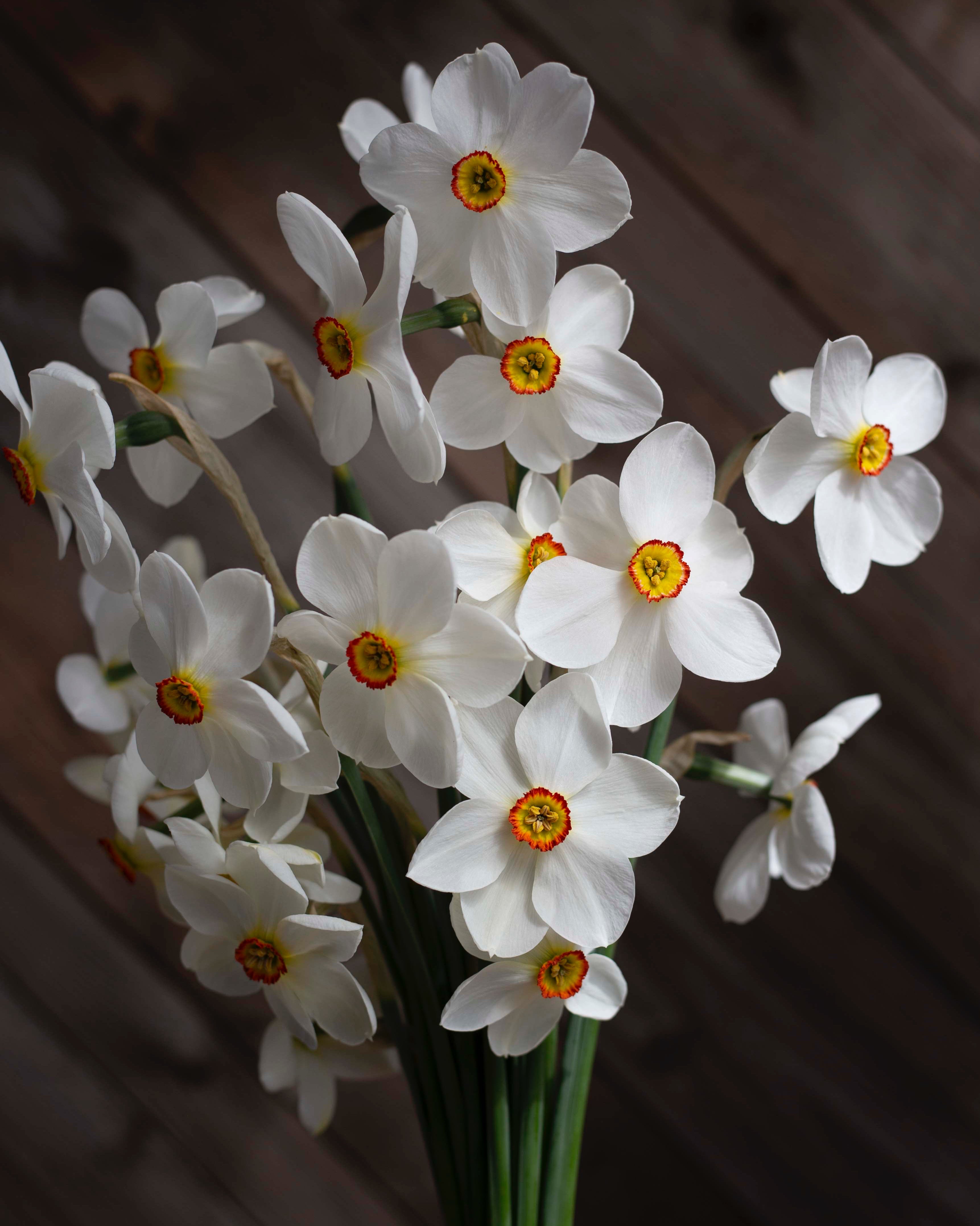 Narsissi Actaea