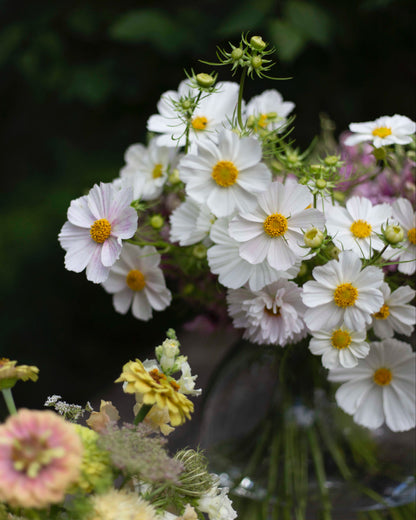 Punakosmos Afternoon White