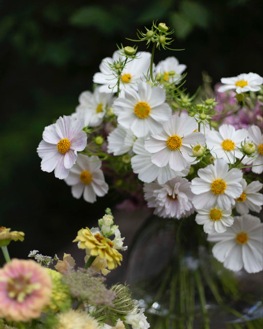 Punakosmos Afternoon White