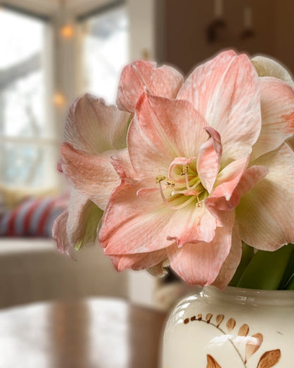 Amaryllis Exotic Nymph